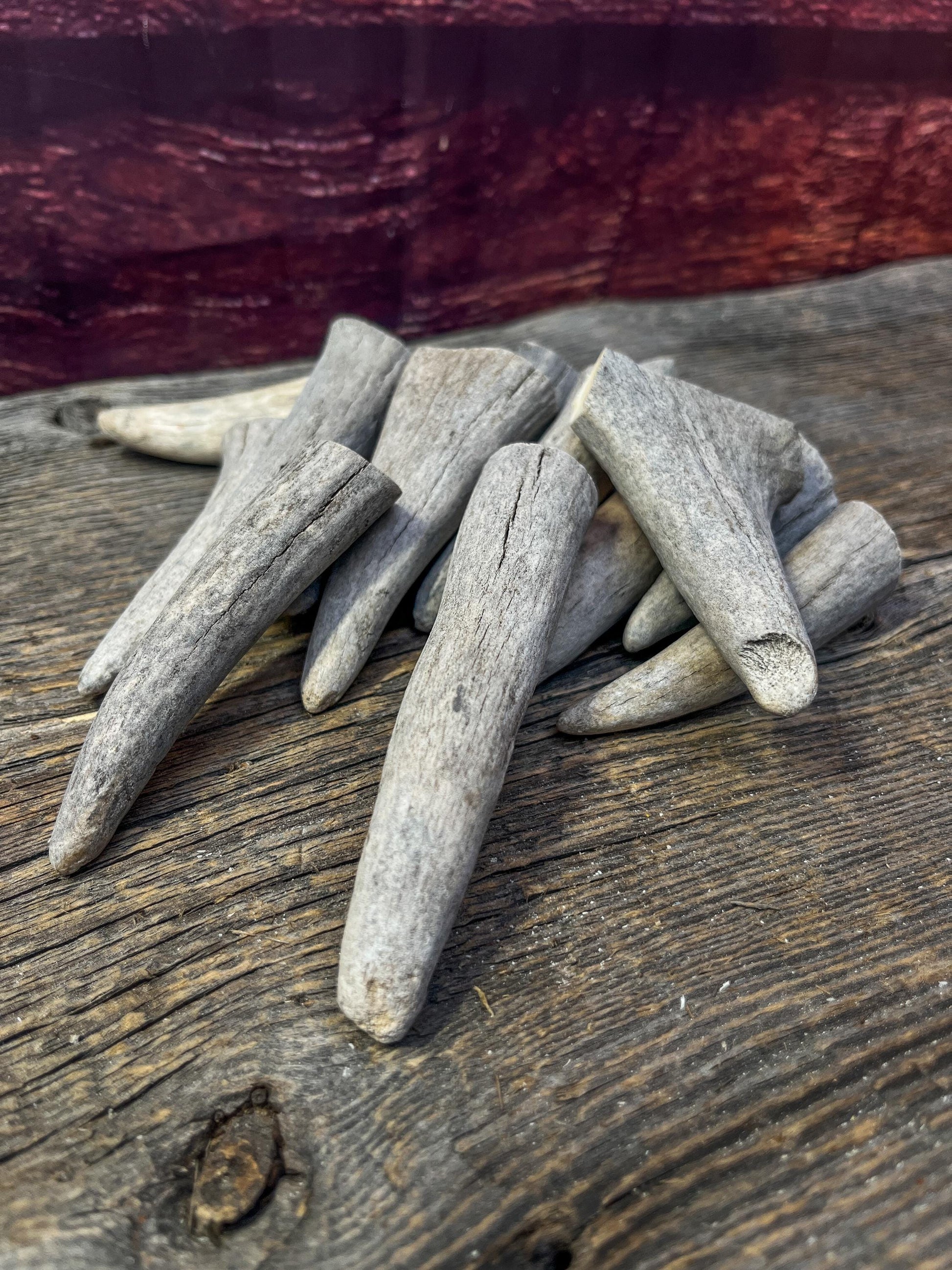 Antler Tips - Pack of 15 Tips / Tines for Crafting, Decor and More