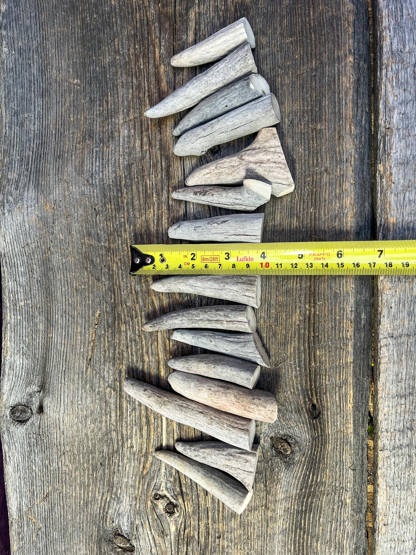 Antler Tips - Pack of 15 Tips / Tines for Crafting, Decor and More