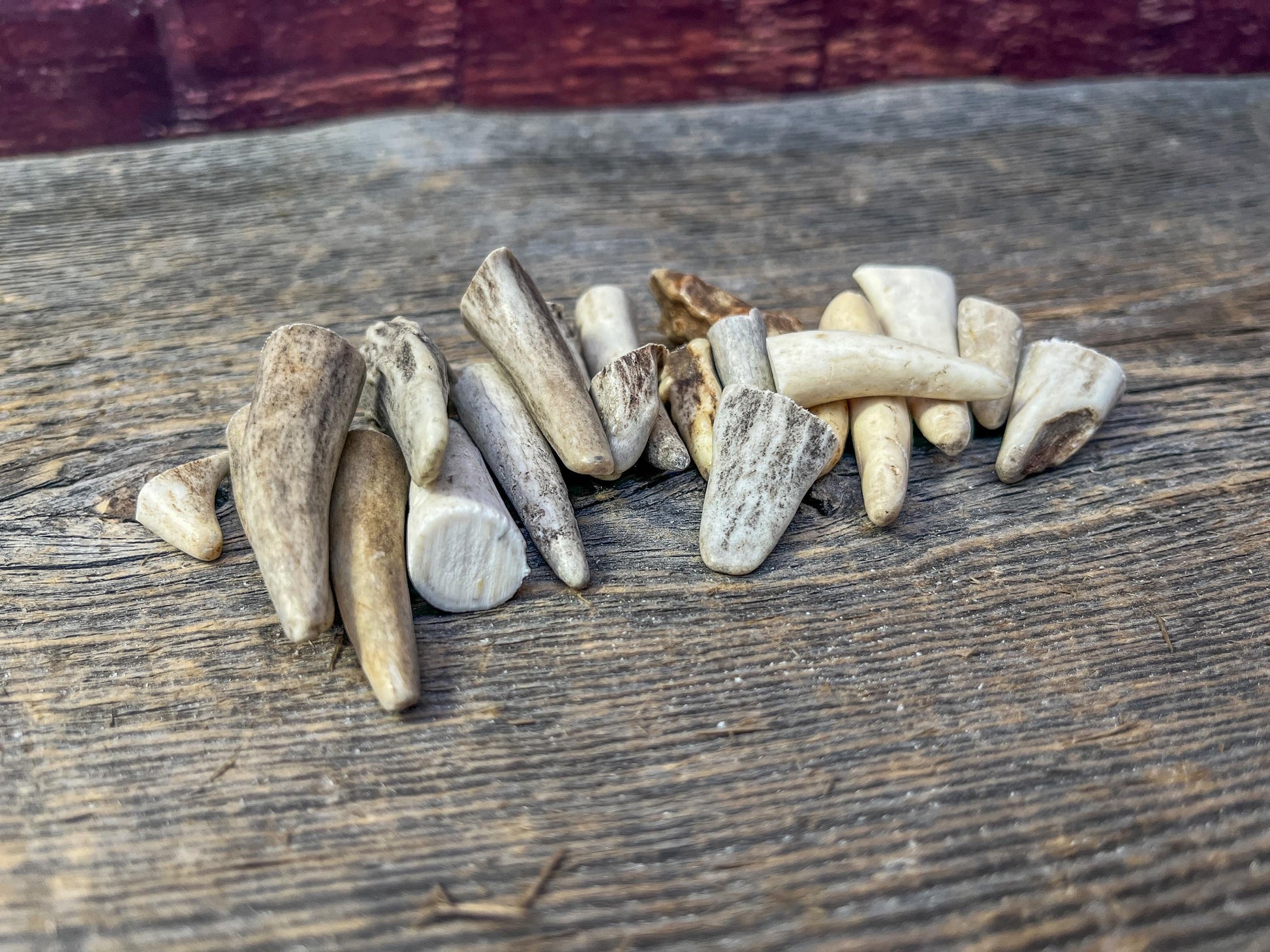 Tiny Antler Tips (20pcs) Varying Condition Tips for Crafting Decor and More