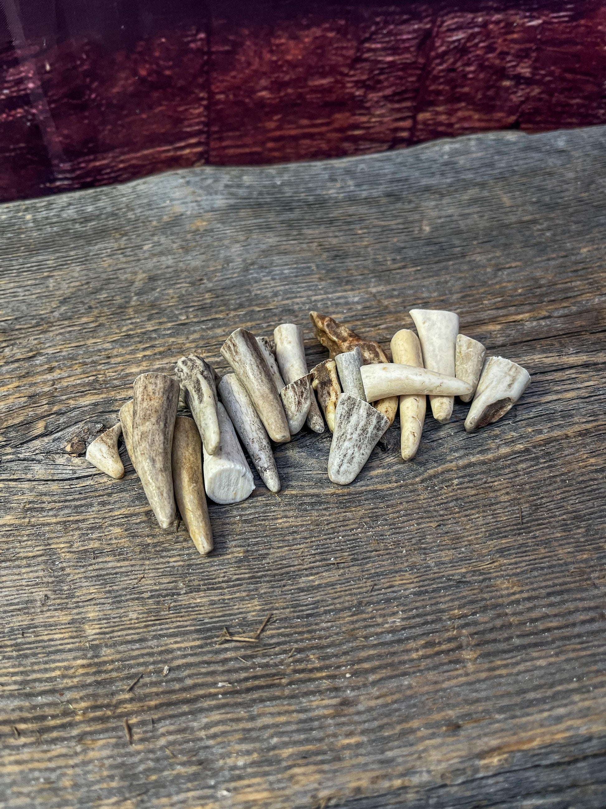 Tiny Antler Tips (20pcs) Varying Condition Tips for Crafting Decor and More