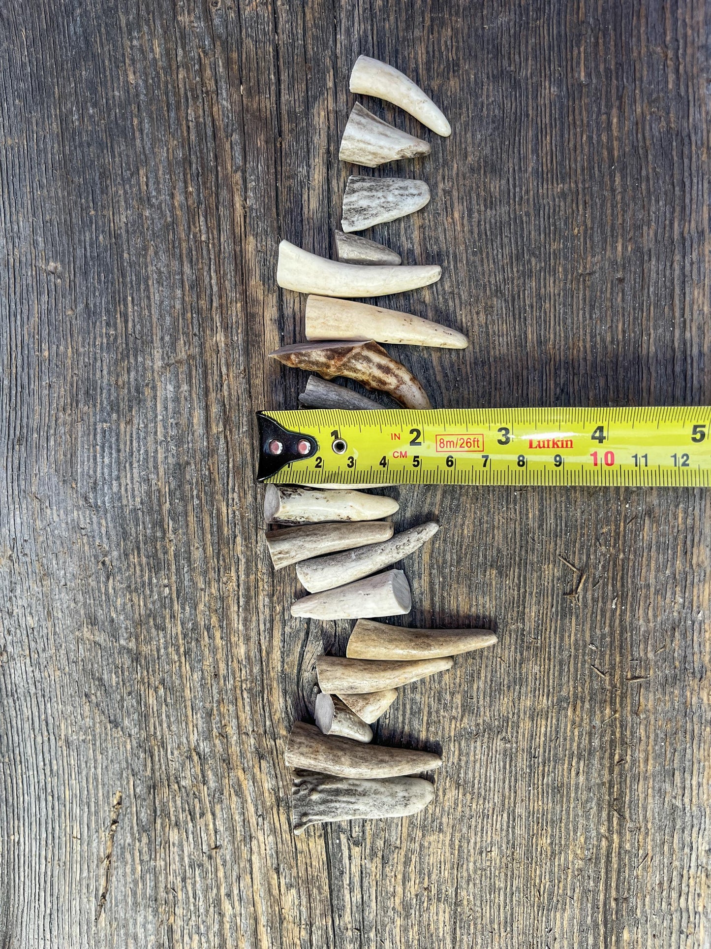 Tiny Antler Tips (20pcs) Varying Condition Tips for Crafting Decor and More