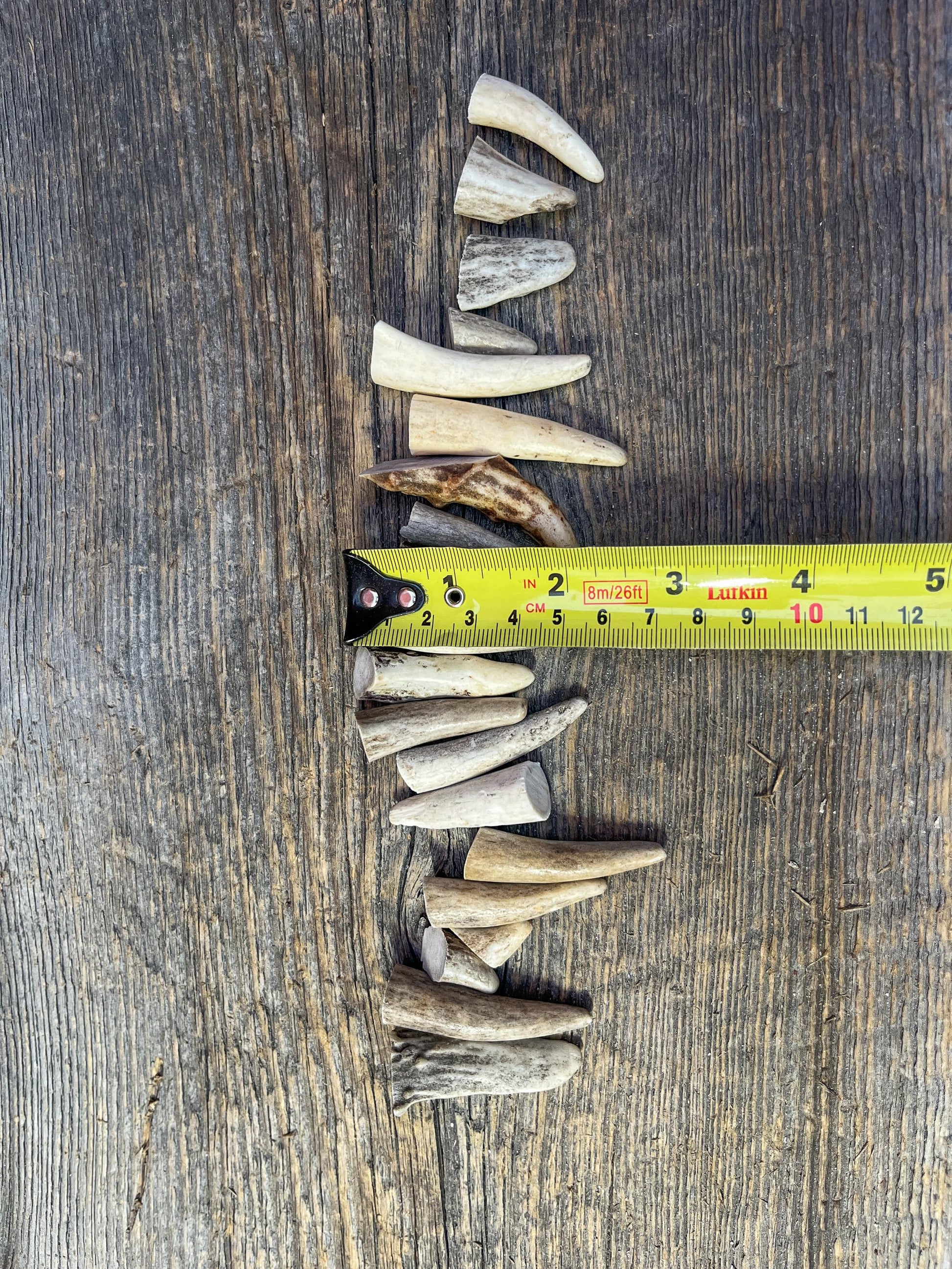 Tiny Antler Tips (20pcs) Varying Condition Tips for Crafting Decor and More