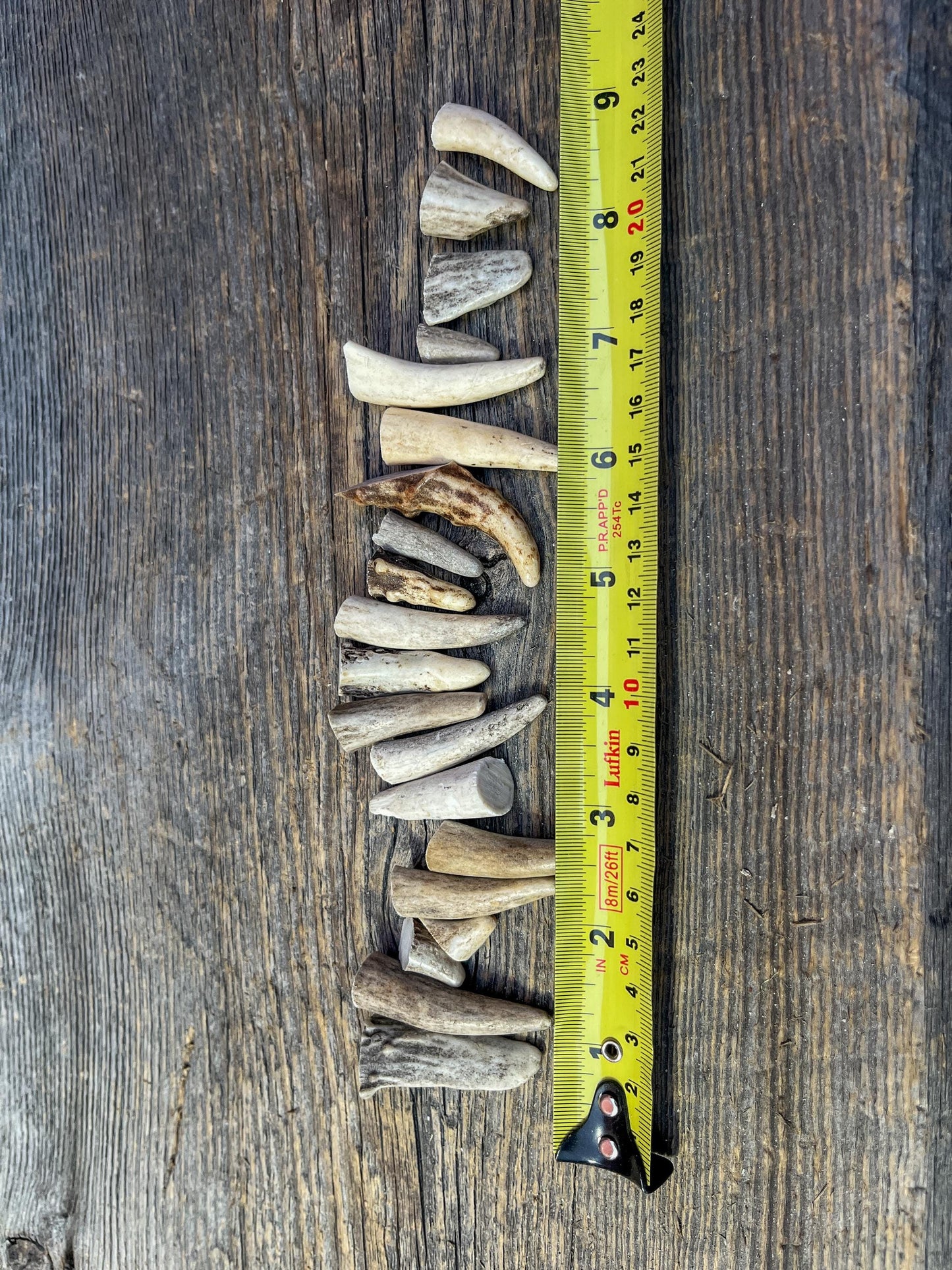 Tiny Antler Tips (20pcs) Varying Condition Tips for Crafting Decor and More