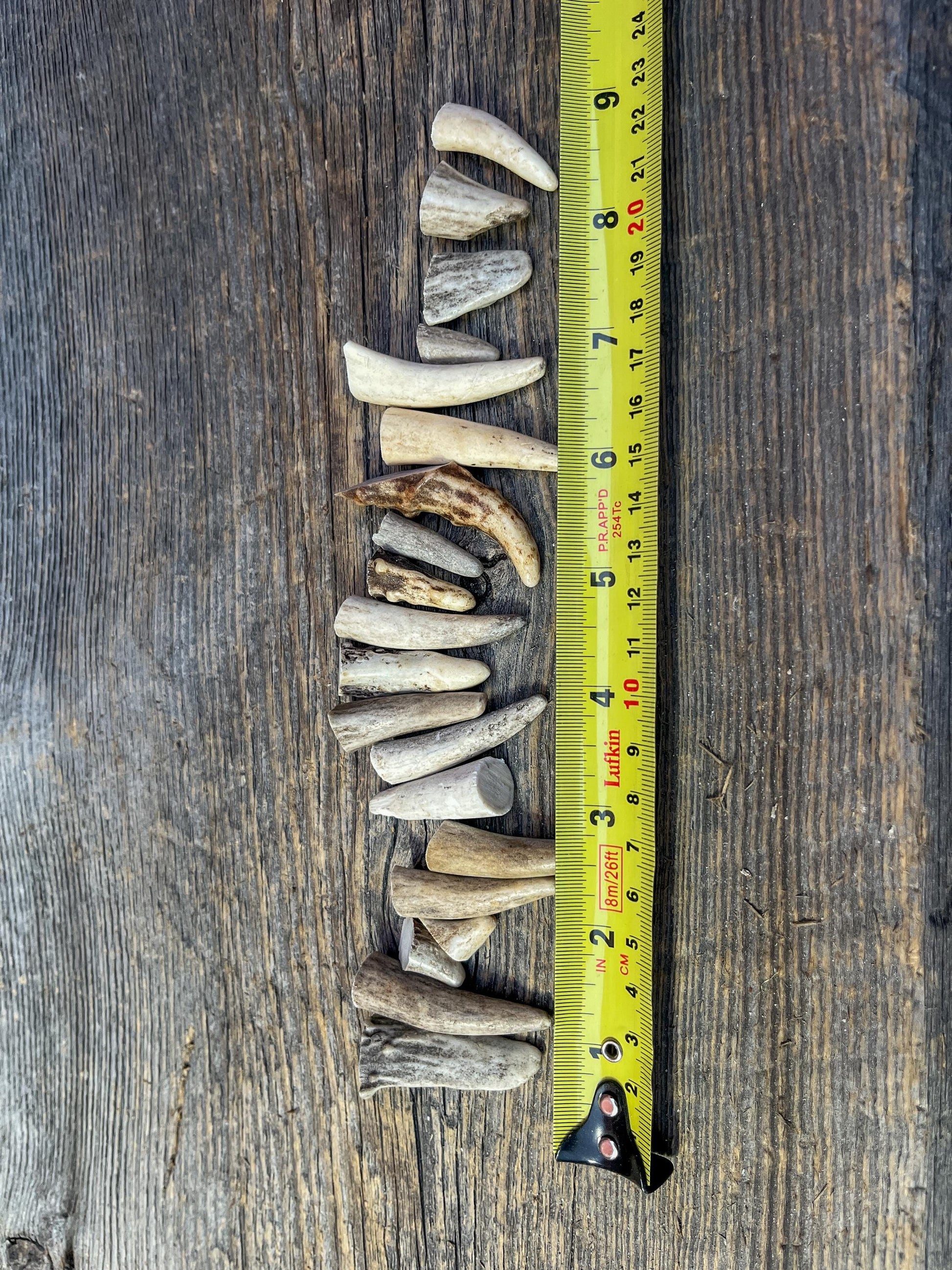 Tiny Antler Tips (20pcs) Varying Condition Tips for Crafting Decor and More