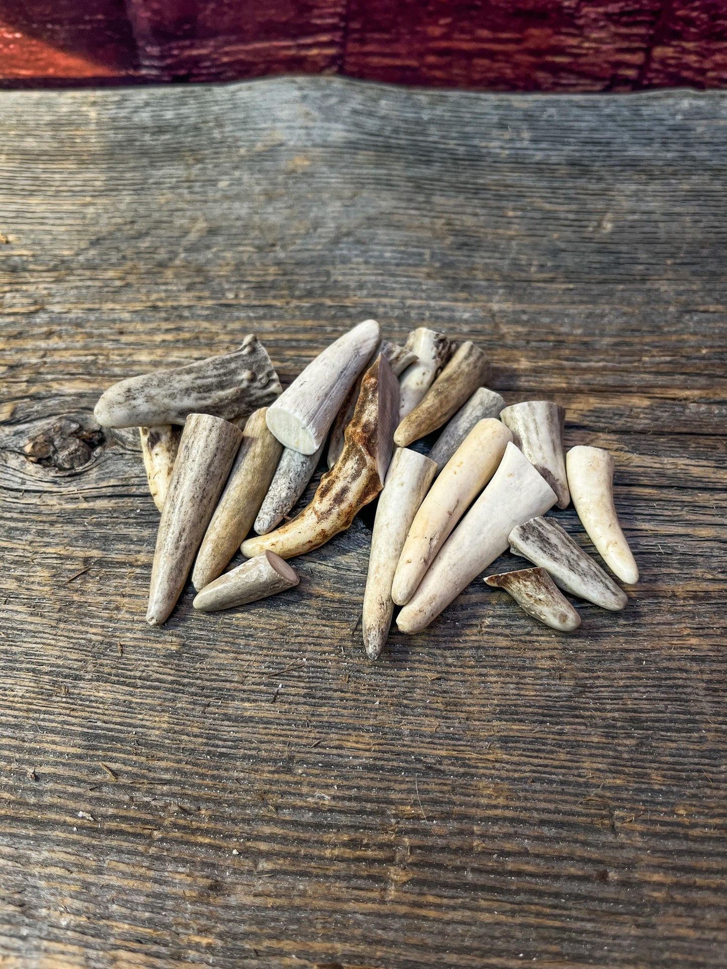 Tiny Antler Tips (20pcs) Varying Condition Tips for Crafting Decor and More
