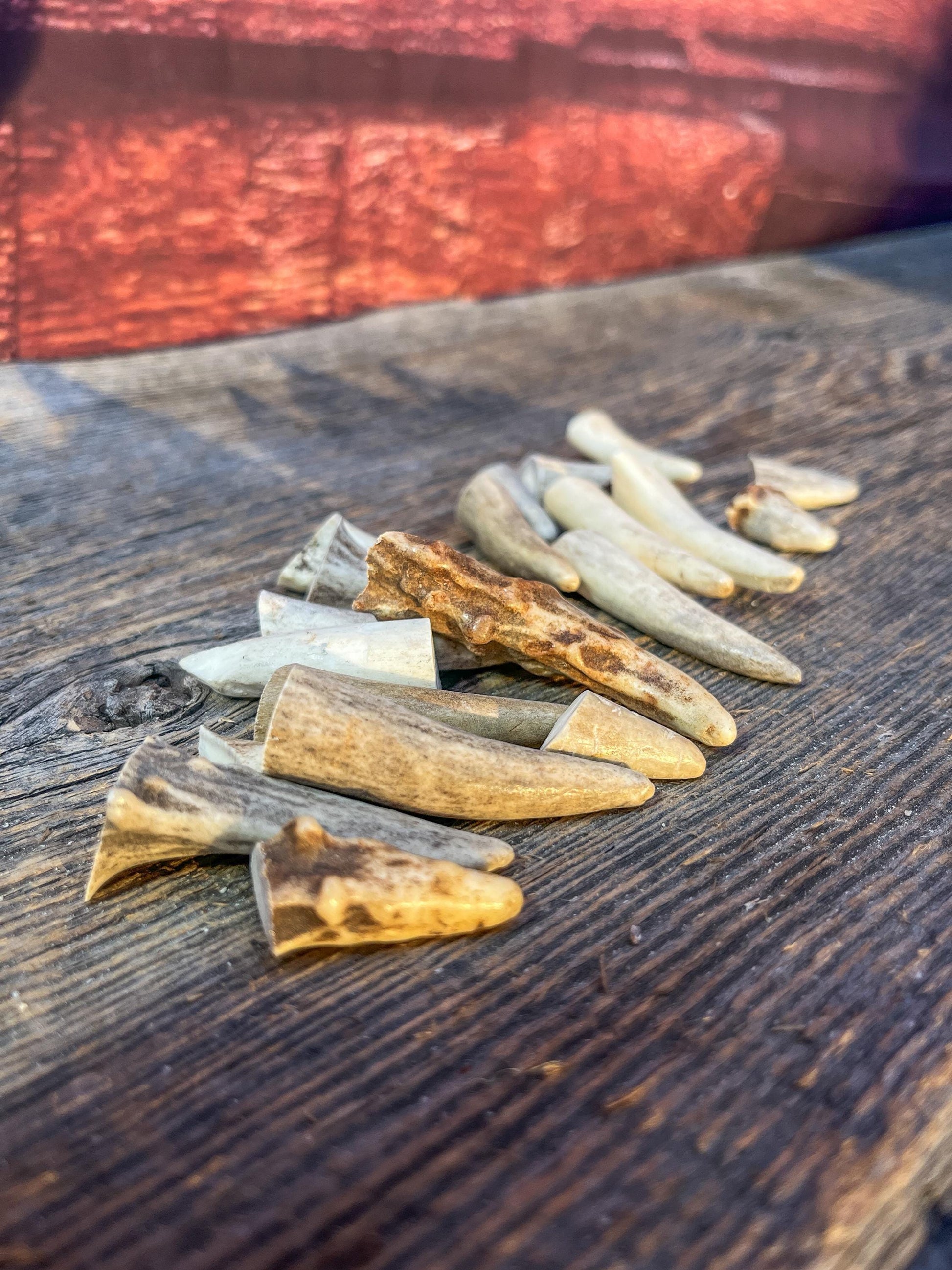 Tiny Antler Tips (20pcs) Varying Condition Tips for Crafting Decor and More