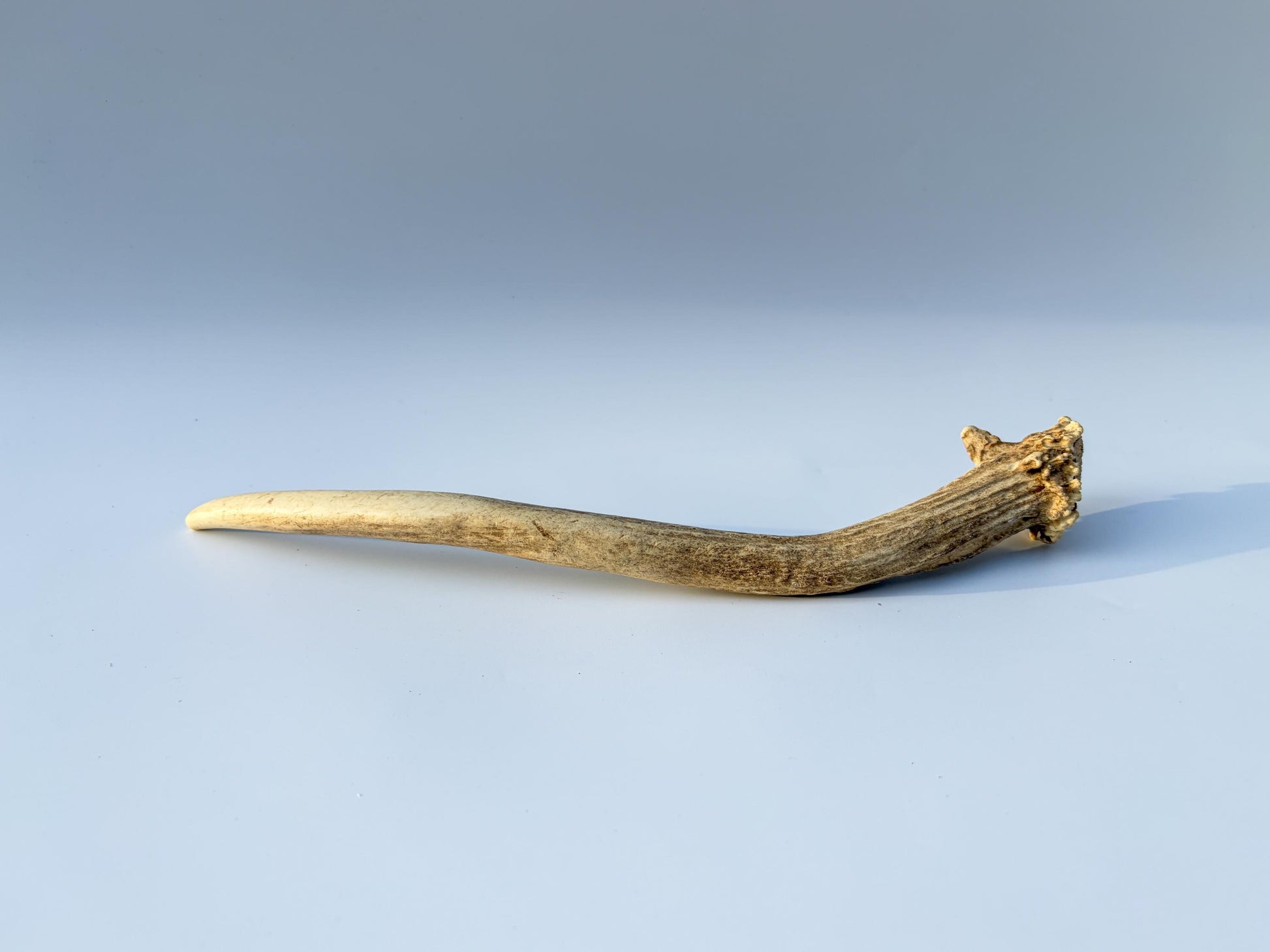 Small Mule Deer Antler. Very Large Single “Spike” Antler Decor piece, Table Centerpiece, and More.