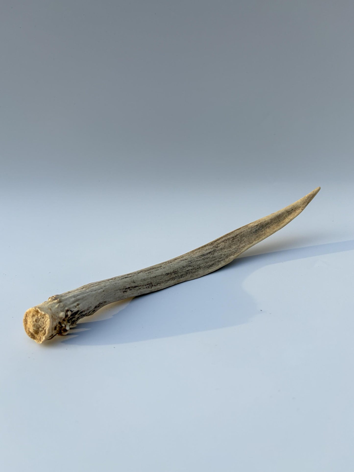 Small Mule Deer Antler. Very Large Single “Spike” Antler Decor piece, Table Centerpiece, and More.
