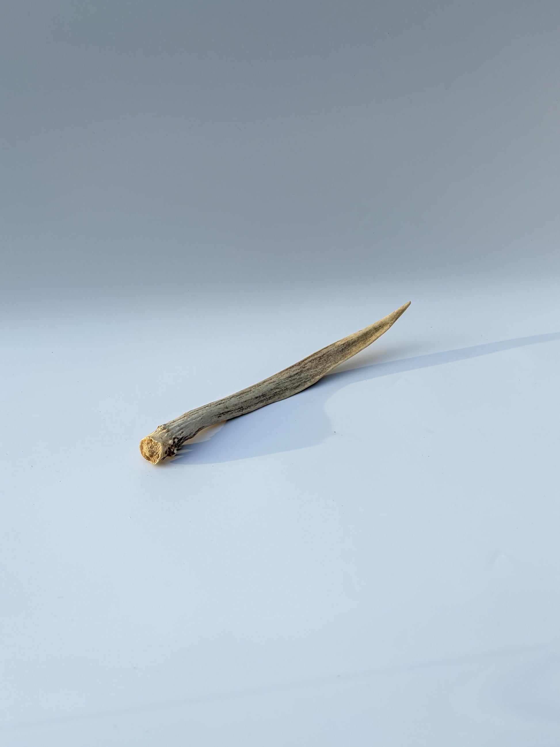 Small Mule Deer Antler. Very Large Single “Spike” Antler Decor piece, Table Centerpiece, and More.