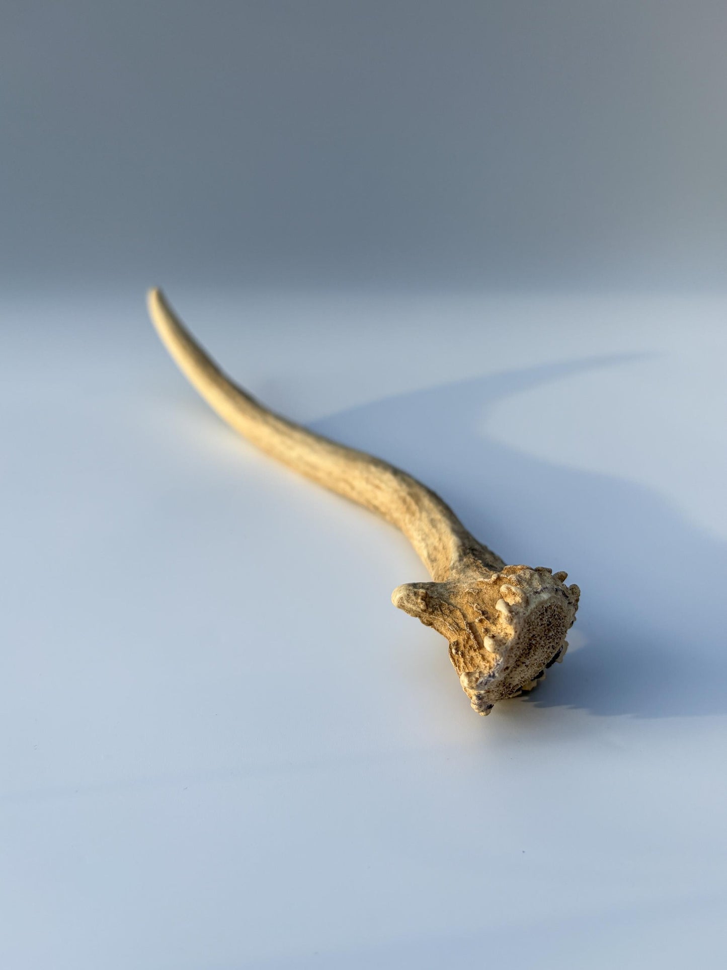 Small Mule Deer Antler. Very Large Single “Spike” Antler Decor piece, Table Centerpiece, and More.