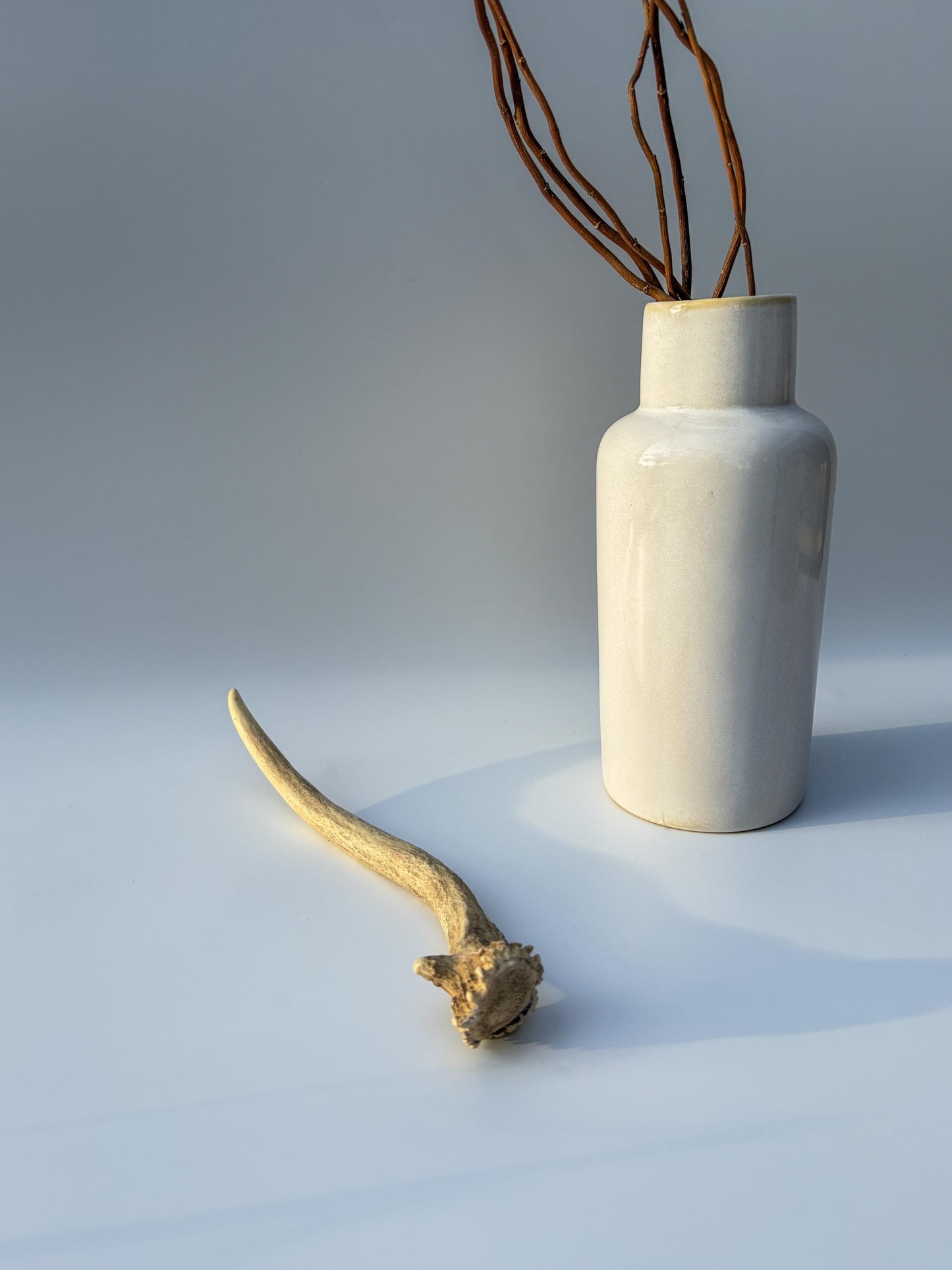 Small Mule Deer Antler. Very Large Single “Spike” Antler Decor piece, Table Centerpiece, and More.