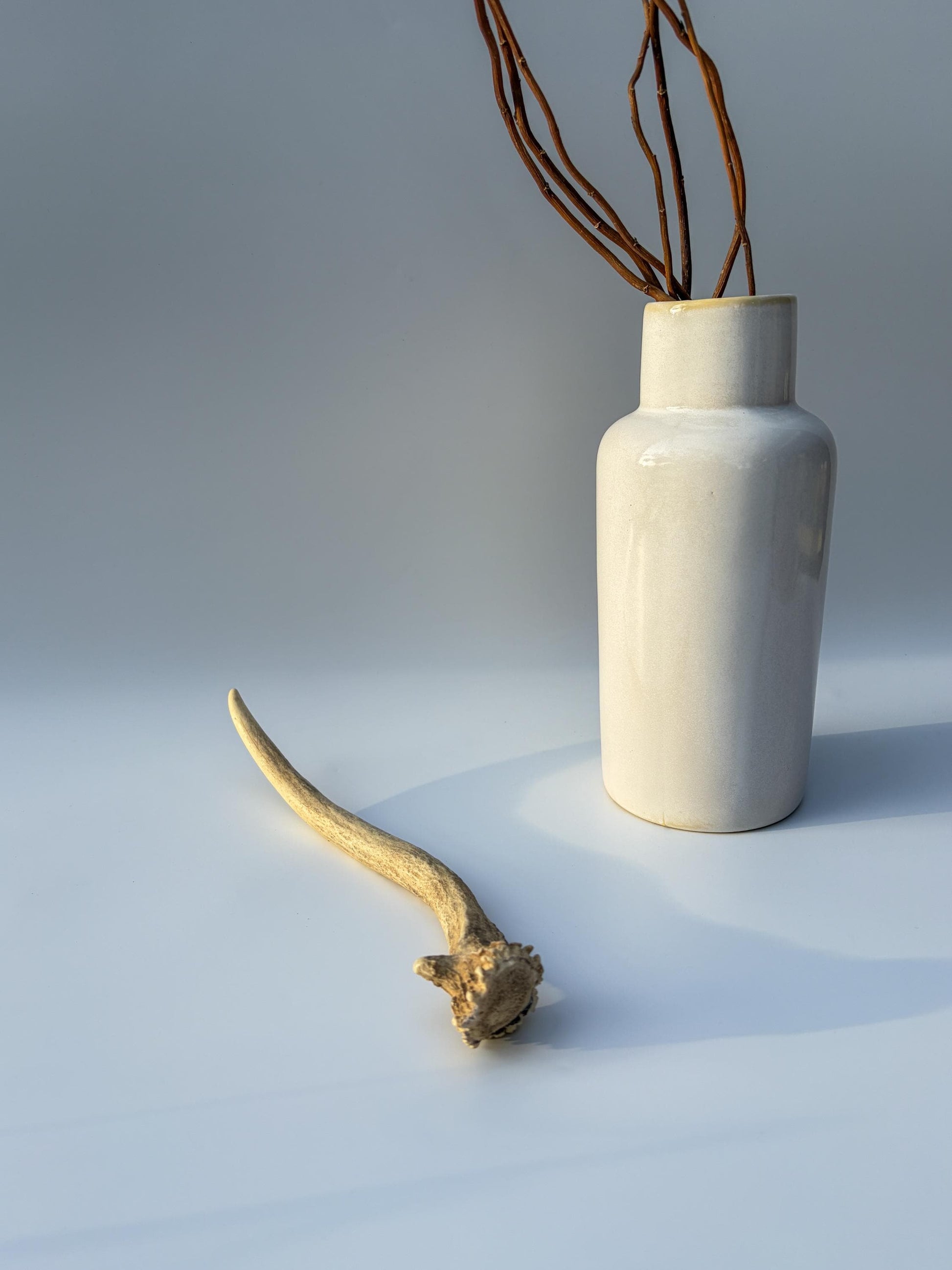 Small Mule Deer Antler. Very Large Single “Spike” Antler Decor piece, Table Centerpiece, and More.