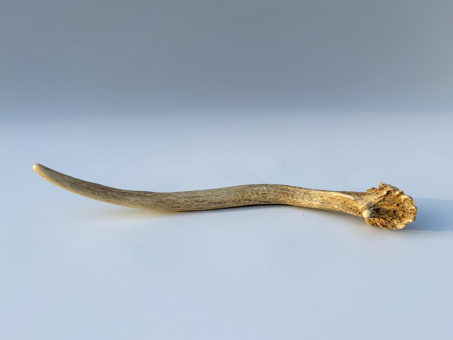 Small Mule Deer Antler. Very Large Single “Spike” Antler Decor piece, Table Centerpiece, and More.