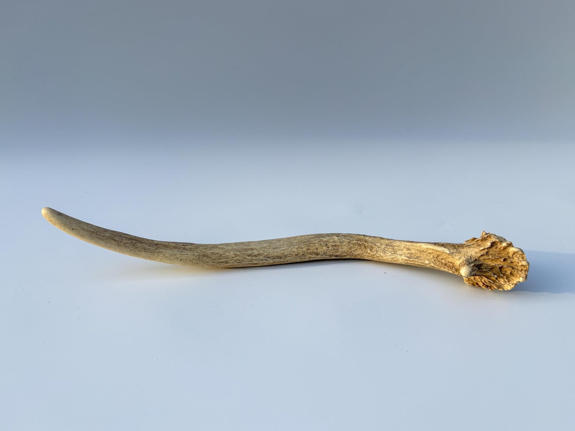 Small Mule Deer Antler. Very Large Single “Spike” Antler Decor piece, Table Centerpiece, and More.