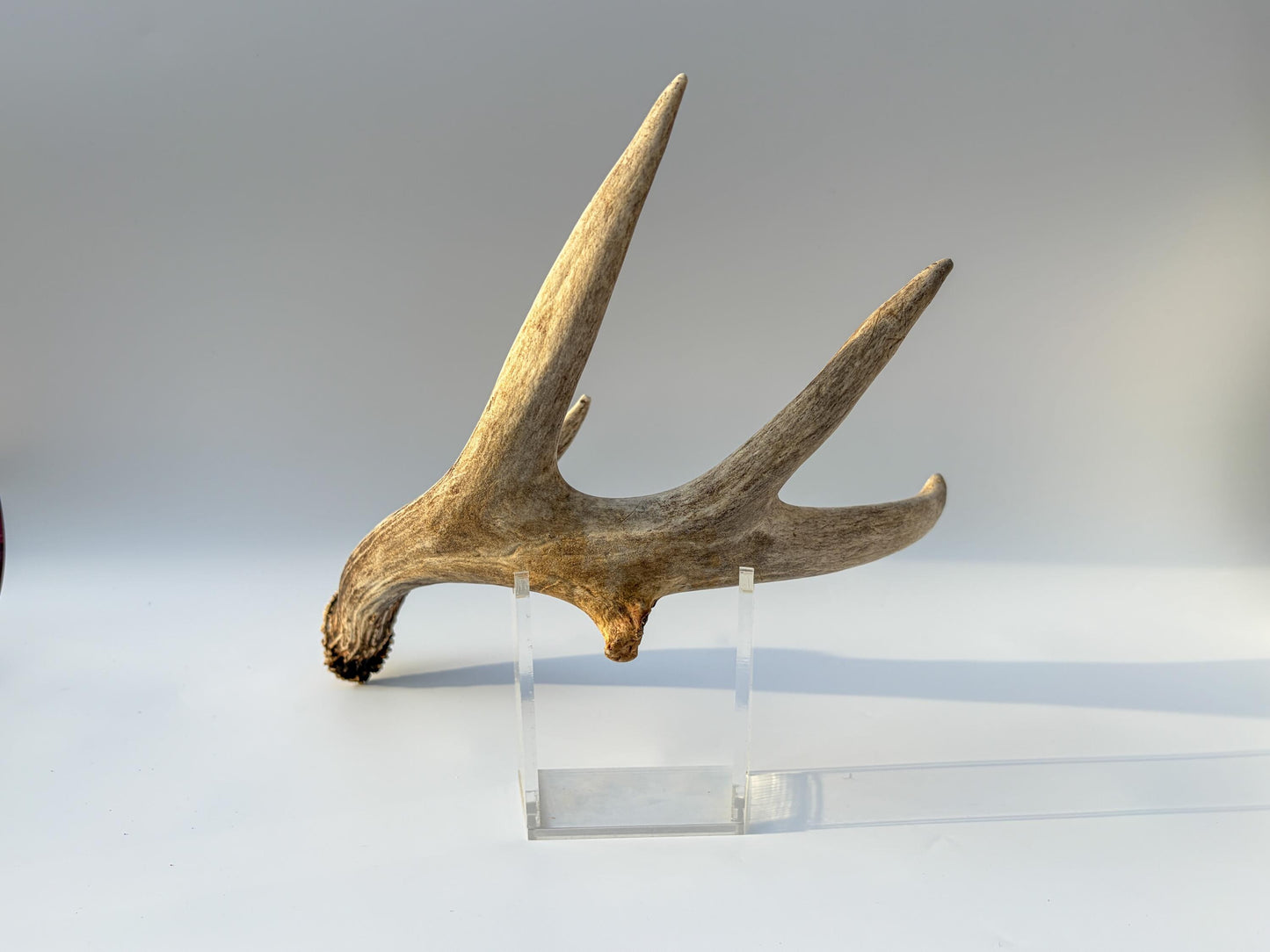 Deer Antler - Large 5-Point White-tailed deer Antler. Naturally-shed. Decor, design, crafting and more!
