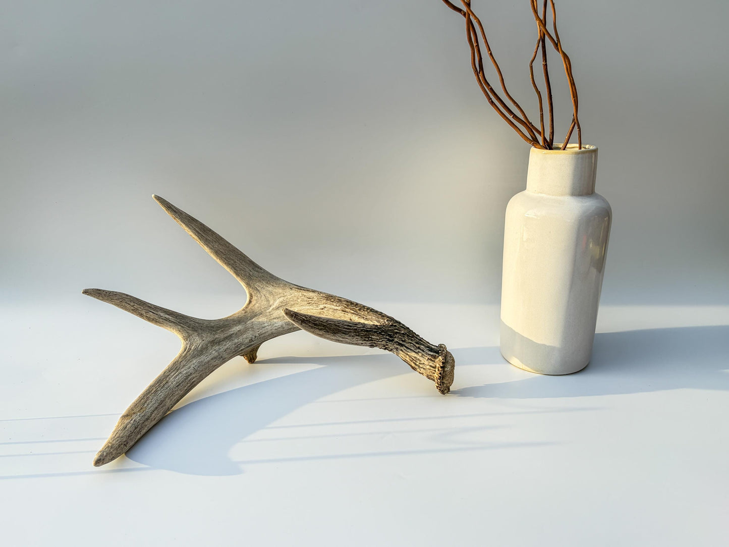 Deer Antler - Large 5-Point White-tailed deer Antler. Naturally-shed. Decor, design, crafting and more!