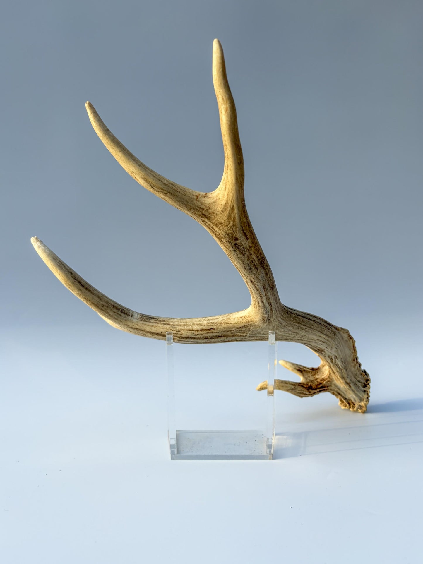 Mule deer antler. Unique Base! Natural antler for rustic style decor, centrepiece, crafting and more!