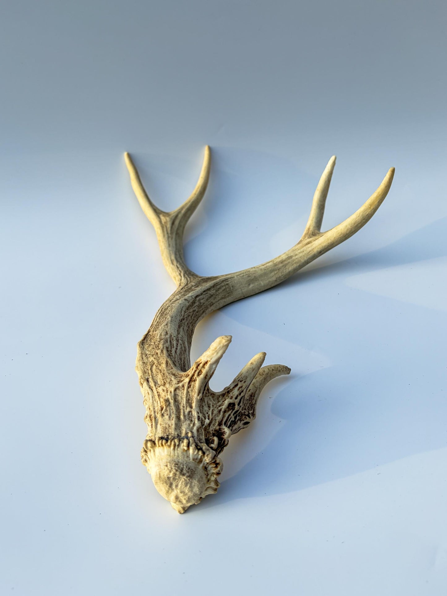 Mule deer antler. Unique Base! Natural antler for rustic style decor, centrepiece, crafting and more!