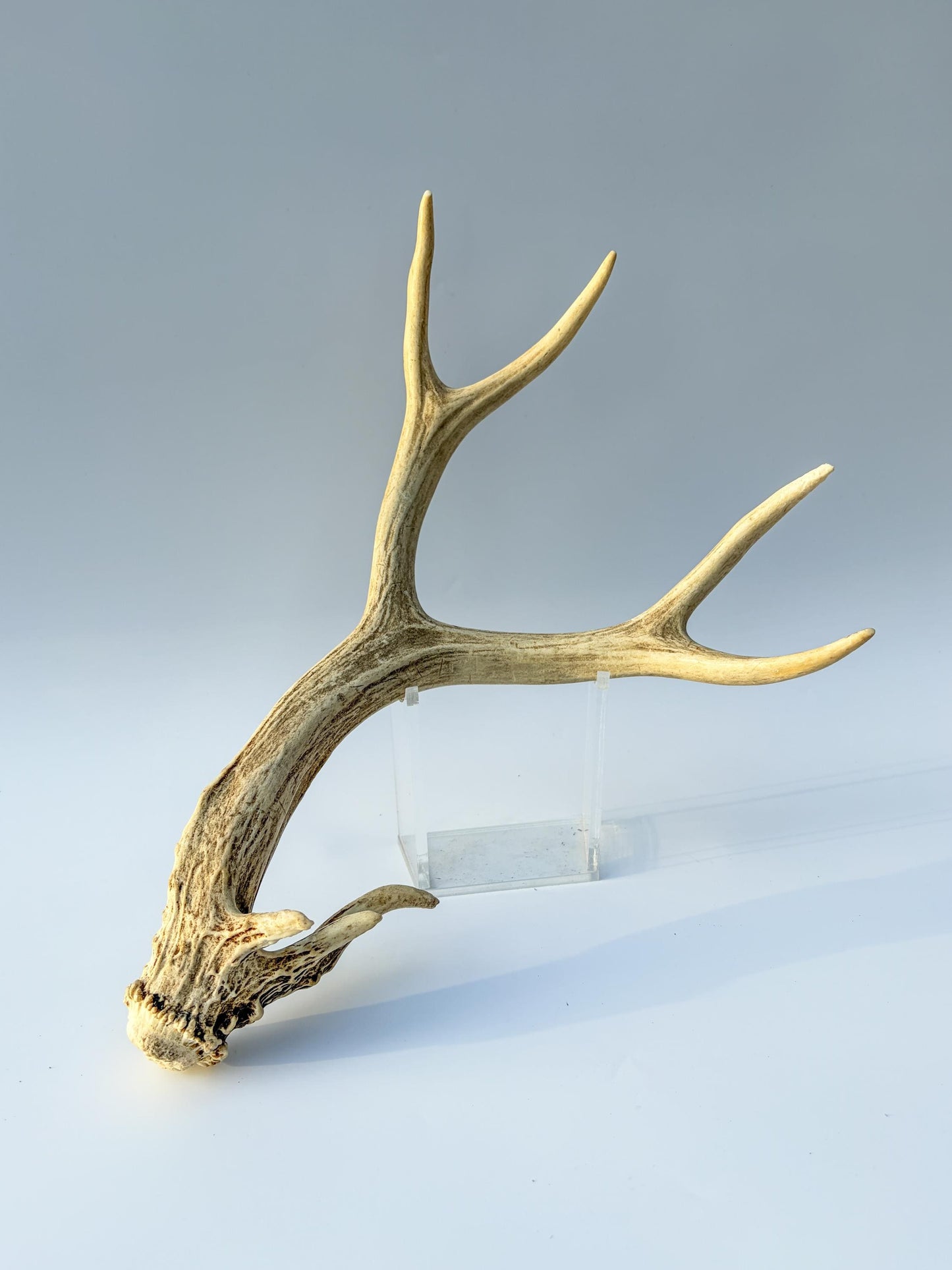 Mule deer antler. Unique Base! Natural antler for rustic style decor, centrepiece, crafting and more!