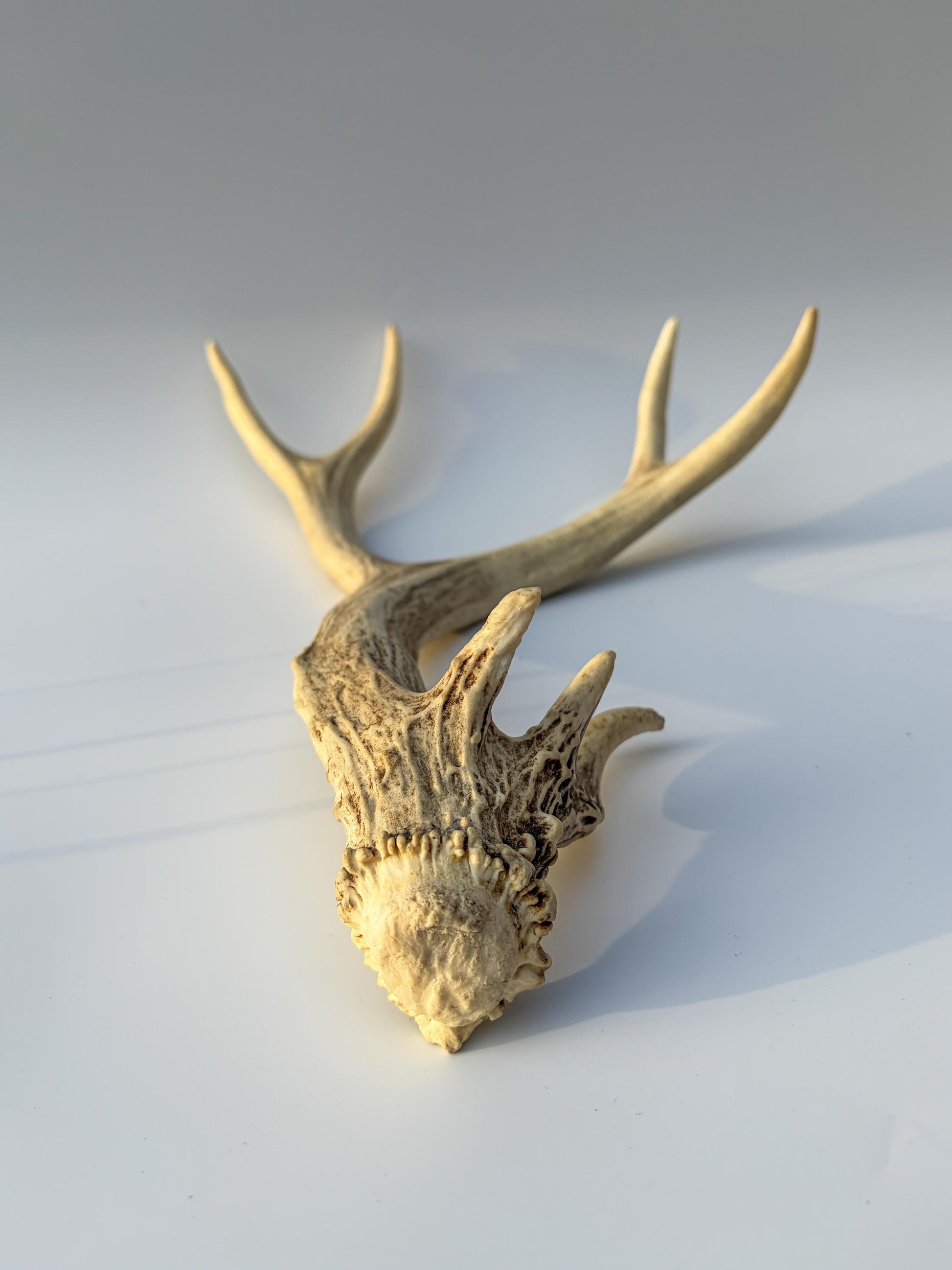 Mule deer antler. Unique Base! Natural antler for rustic style decor, centrepiece, crafting and more!
