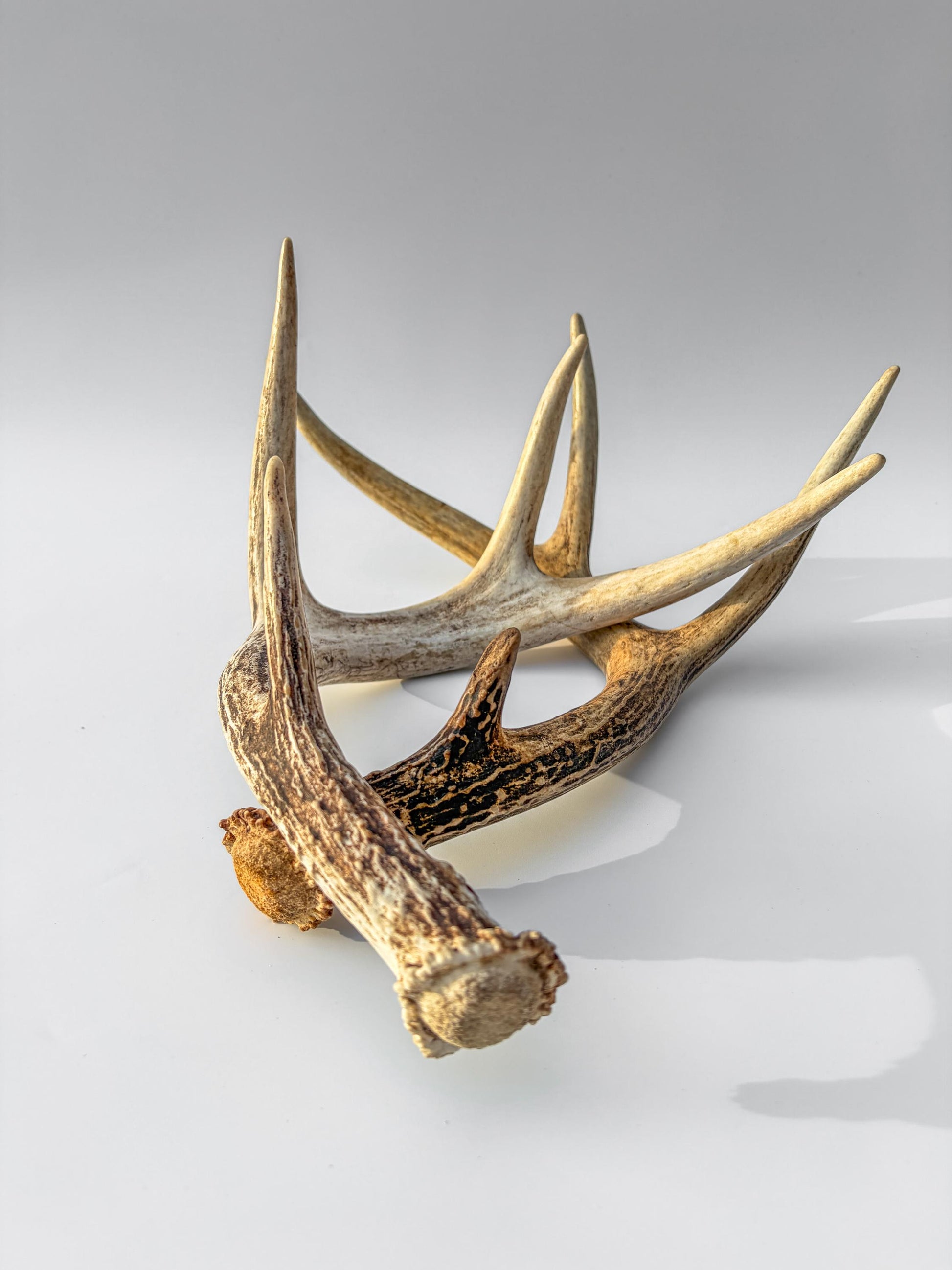 Weathered Whitetailed Deer Antlers - Matching White-tailed Deer Antler Set. Decor Crafting and More