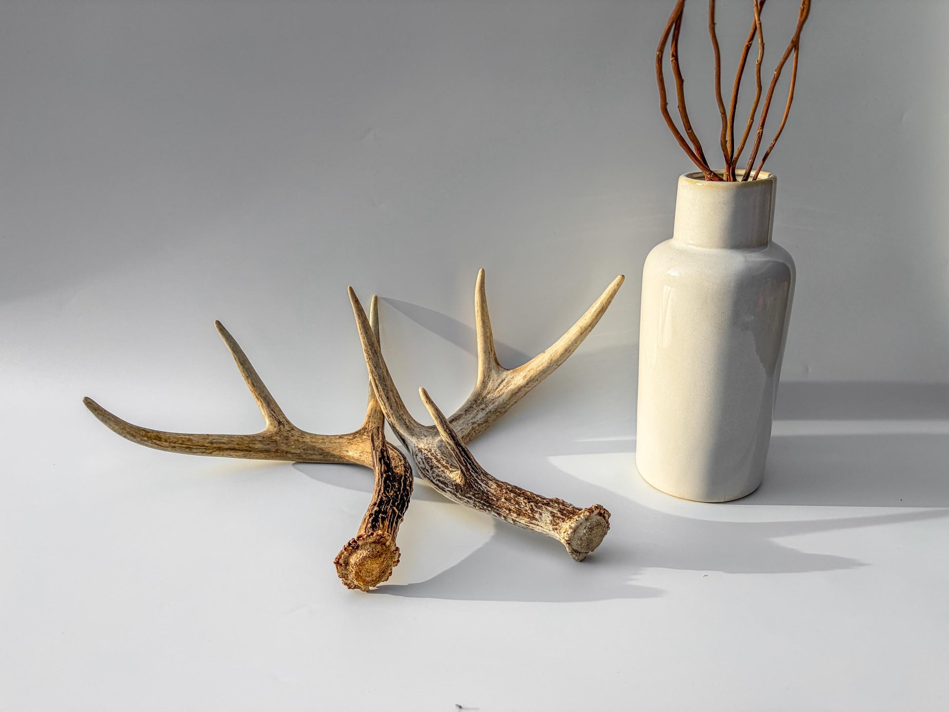 Weathered Whitetailed Deer Antlers - Matching White-tailed Deer Antler Set. Decor Crafting and More