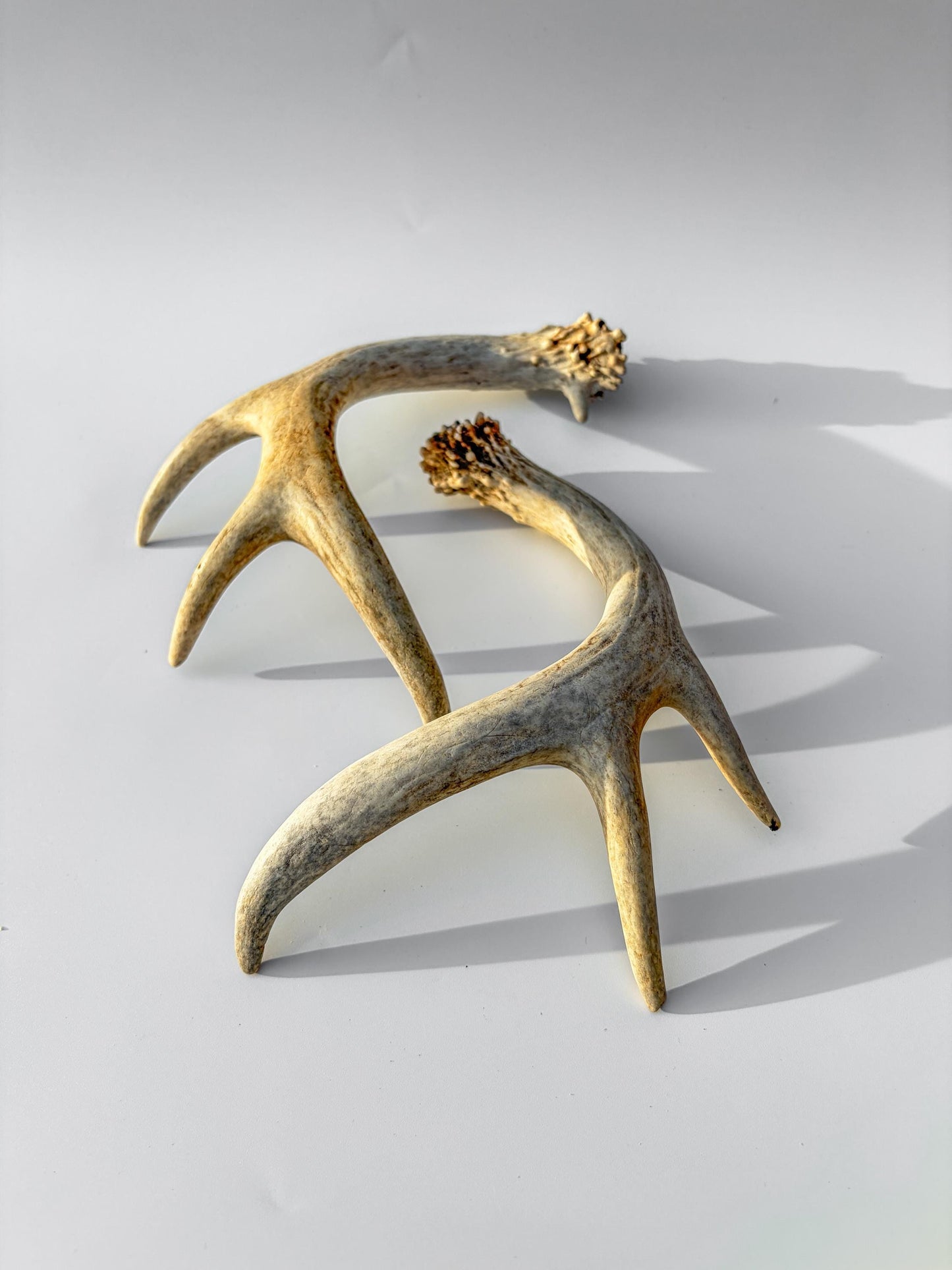Deer Antlers - White-tailed Deer Matching set. Canadian Buck. Crafting and Decor Antlers