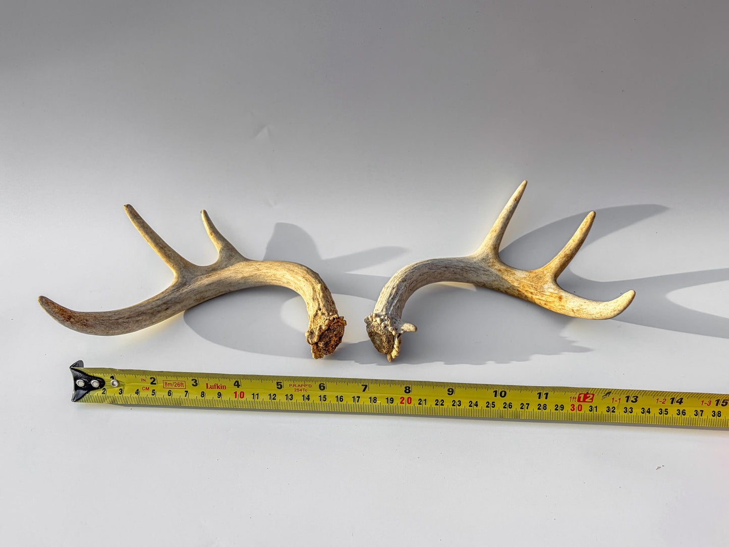 Deer Antlers - White-tailed Deer Matching set. Canadian Buck. Crafting and Decor Antlers