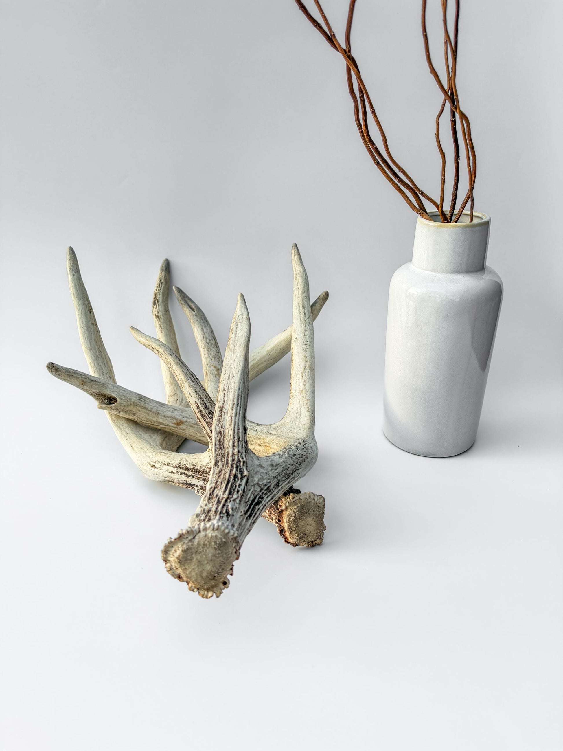 White-tailed Deer Antlers - Large Matching Set. Decor, Crafting and More.
