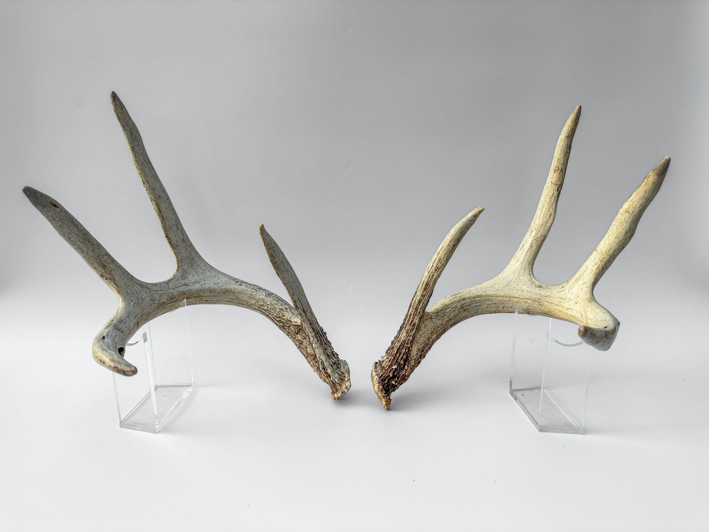 White-tailed Deer Antlers - Large Matching Set. Decor, Crafting and More.