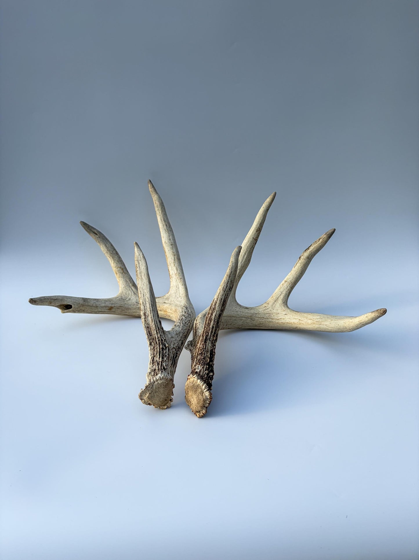 White-tailed Deer Antlers - Large Matching Set. Decor, Crafting and More.