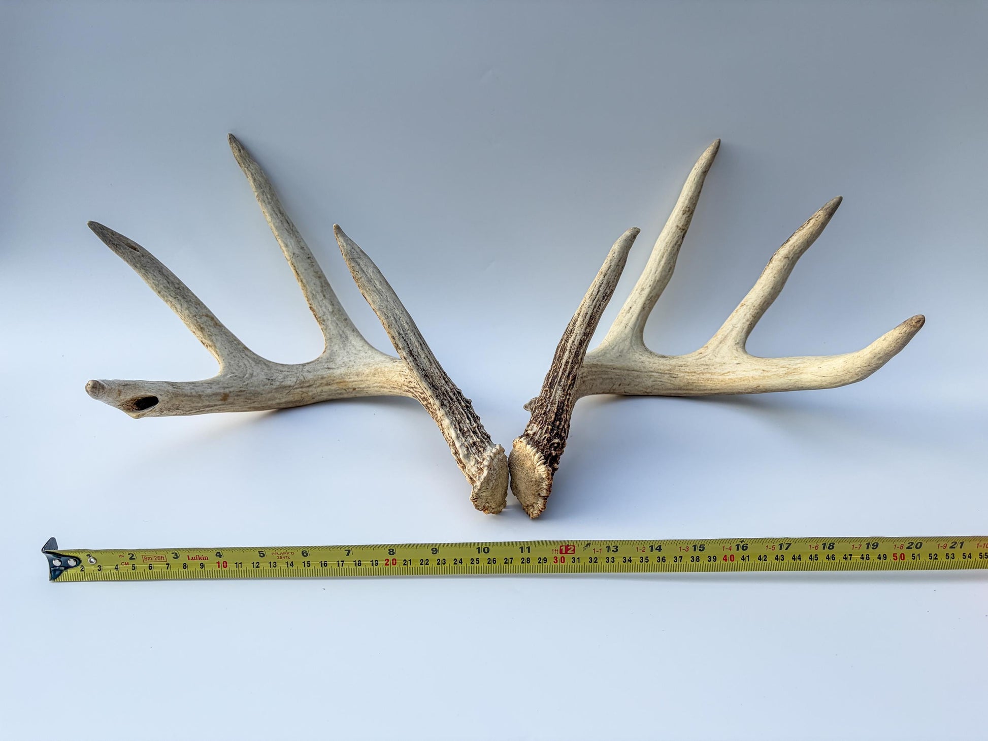 White-tailed Deer Antlers - Large Matching Set. Decor, Crafting and More.