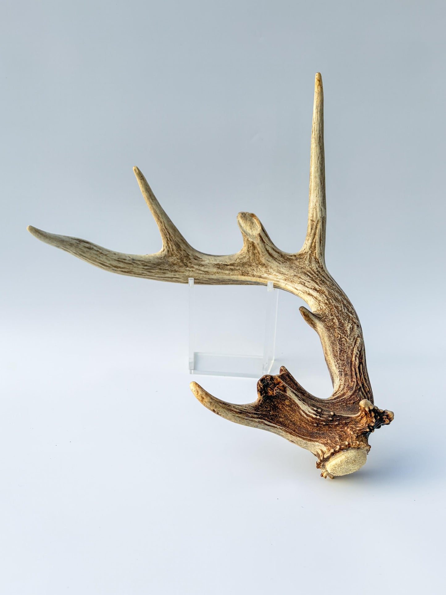 Whitetail deer antler. Unique Shape! Natural antler for rustic style decor, centrepiece, crafting and more!