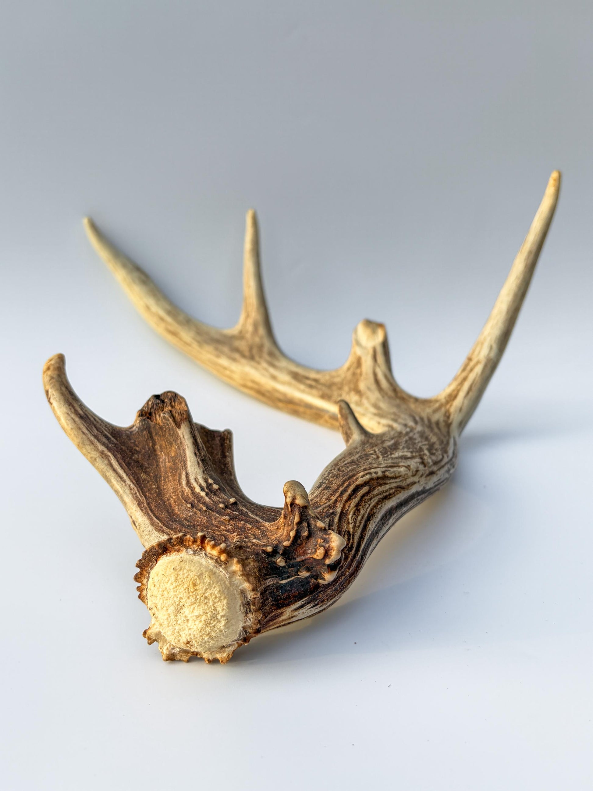 Whitetail deer antler. Unique Shape! Natural antler for rustic style decor, centrepiece, crafting and more!