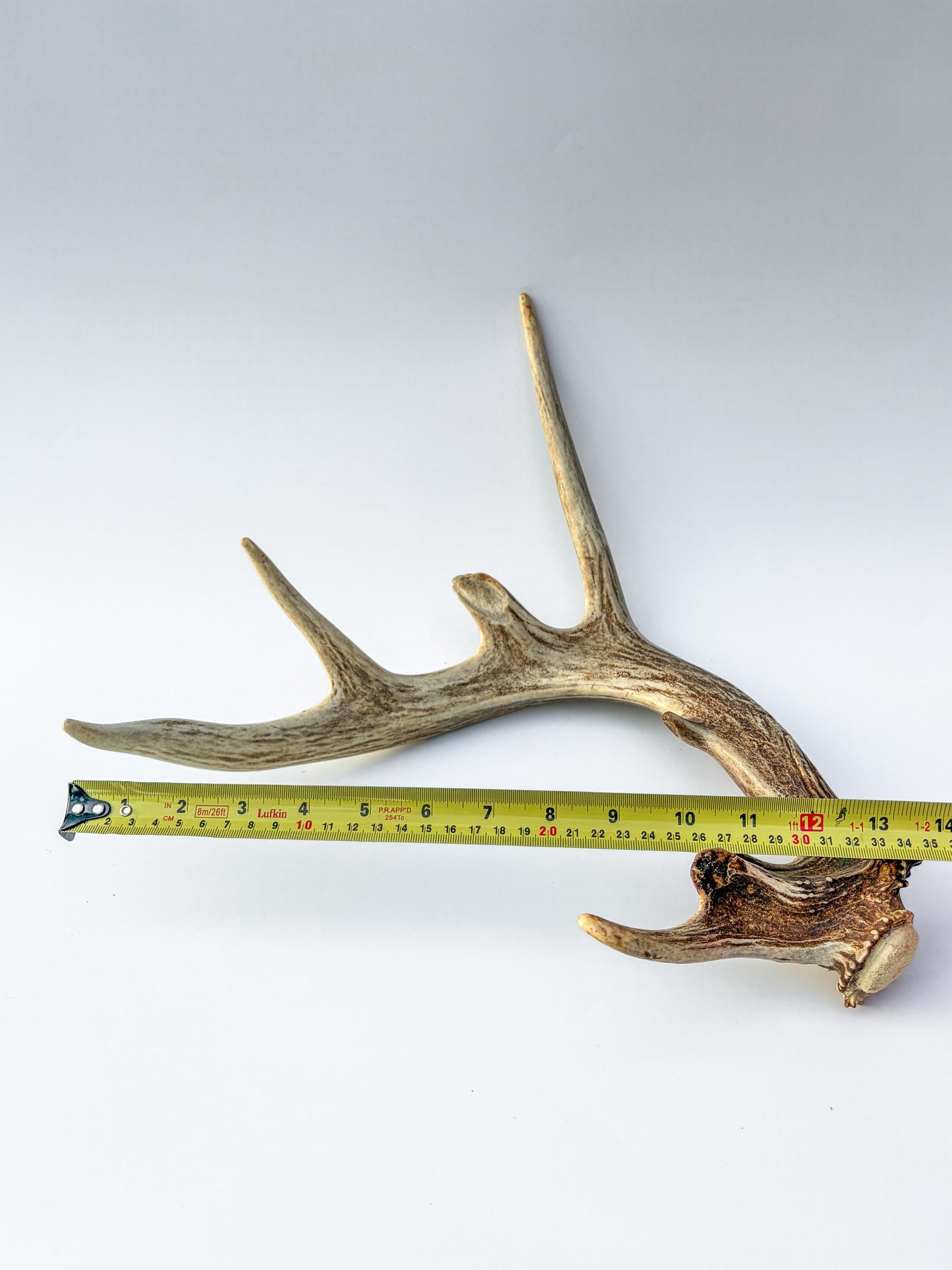 Whitetail deer antler. Unique Shape! Natural antler for rustic style decor, centrepiece, crafting and more!