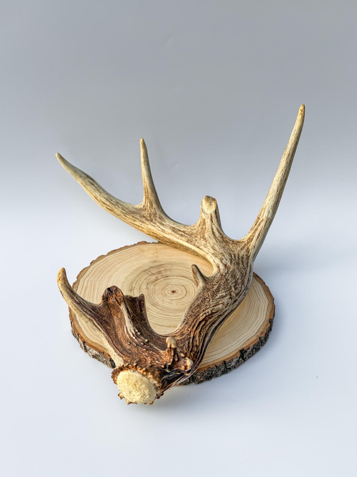 Whitetail deer antler. Unique Shape! Natural antler for rustic style decor, centrepiece, crafting and more!