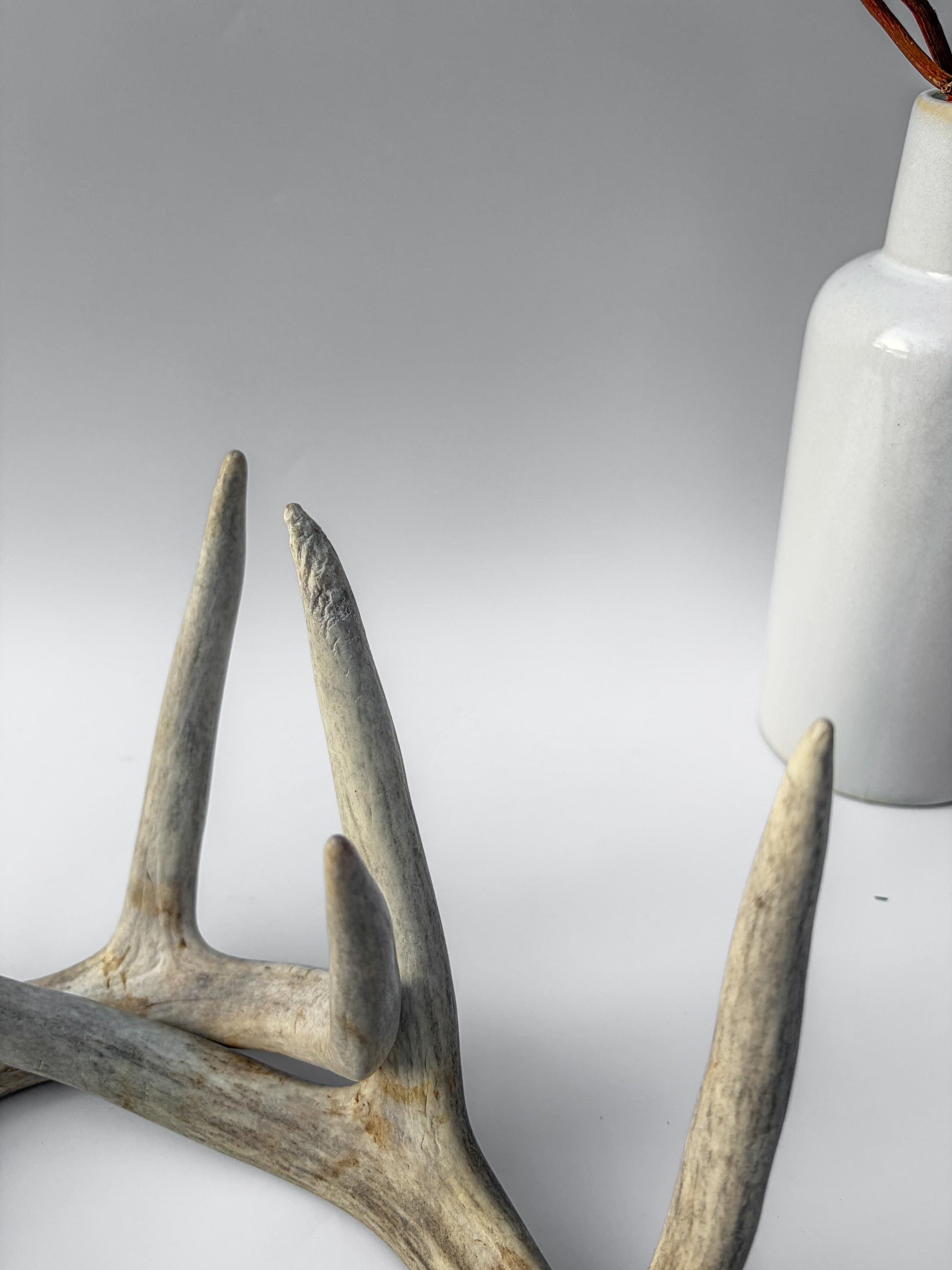Deer Antlers - Matching Set of White-tailed Deer Antlers. Canadian Buck. Crafting, Decor and More.