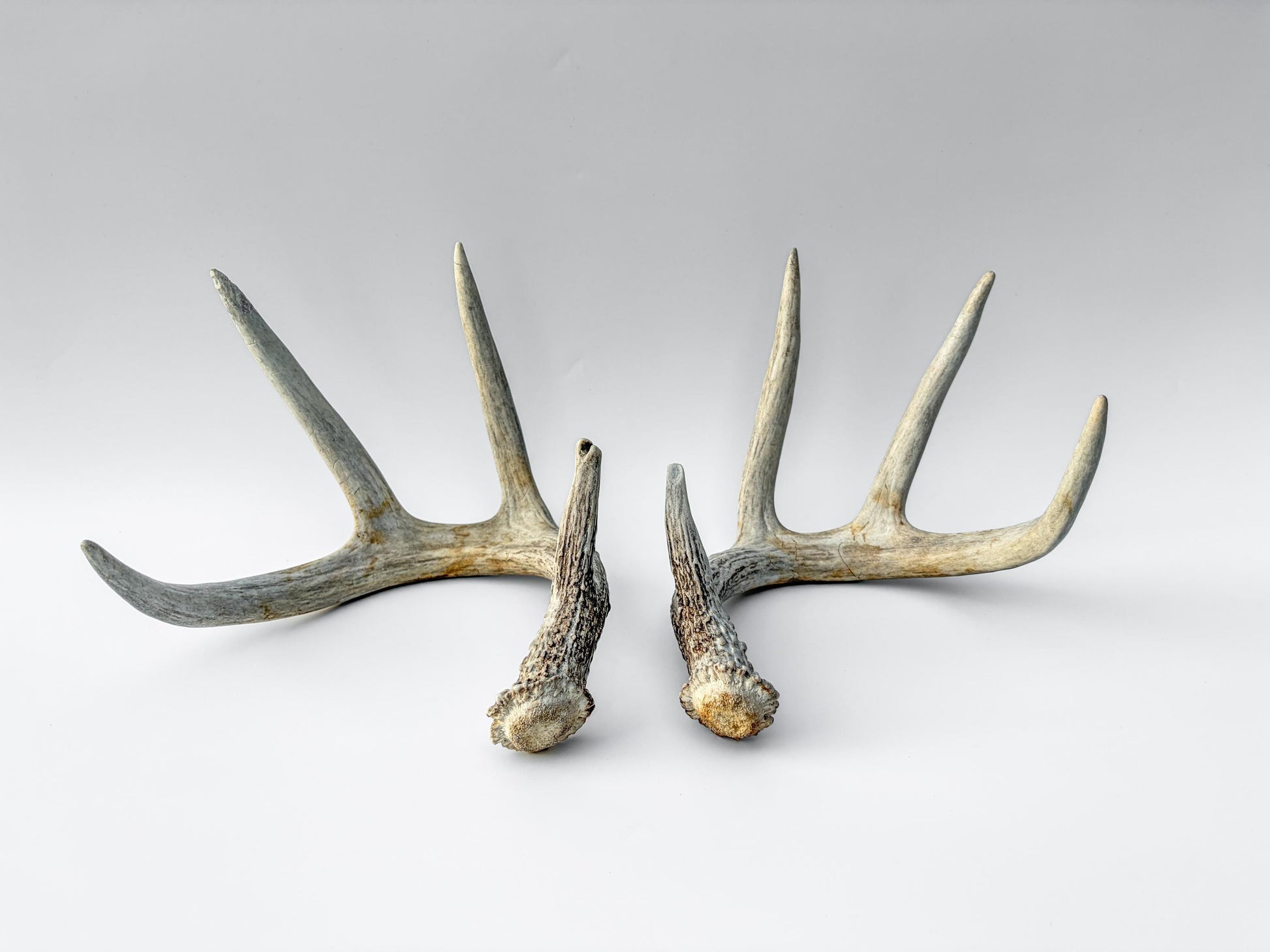 Deer Antlers - Matching Set of White-tailed Deer Antlers. Canadian Buck. Crafting, Decor and More.