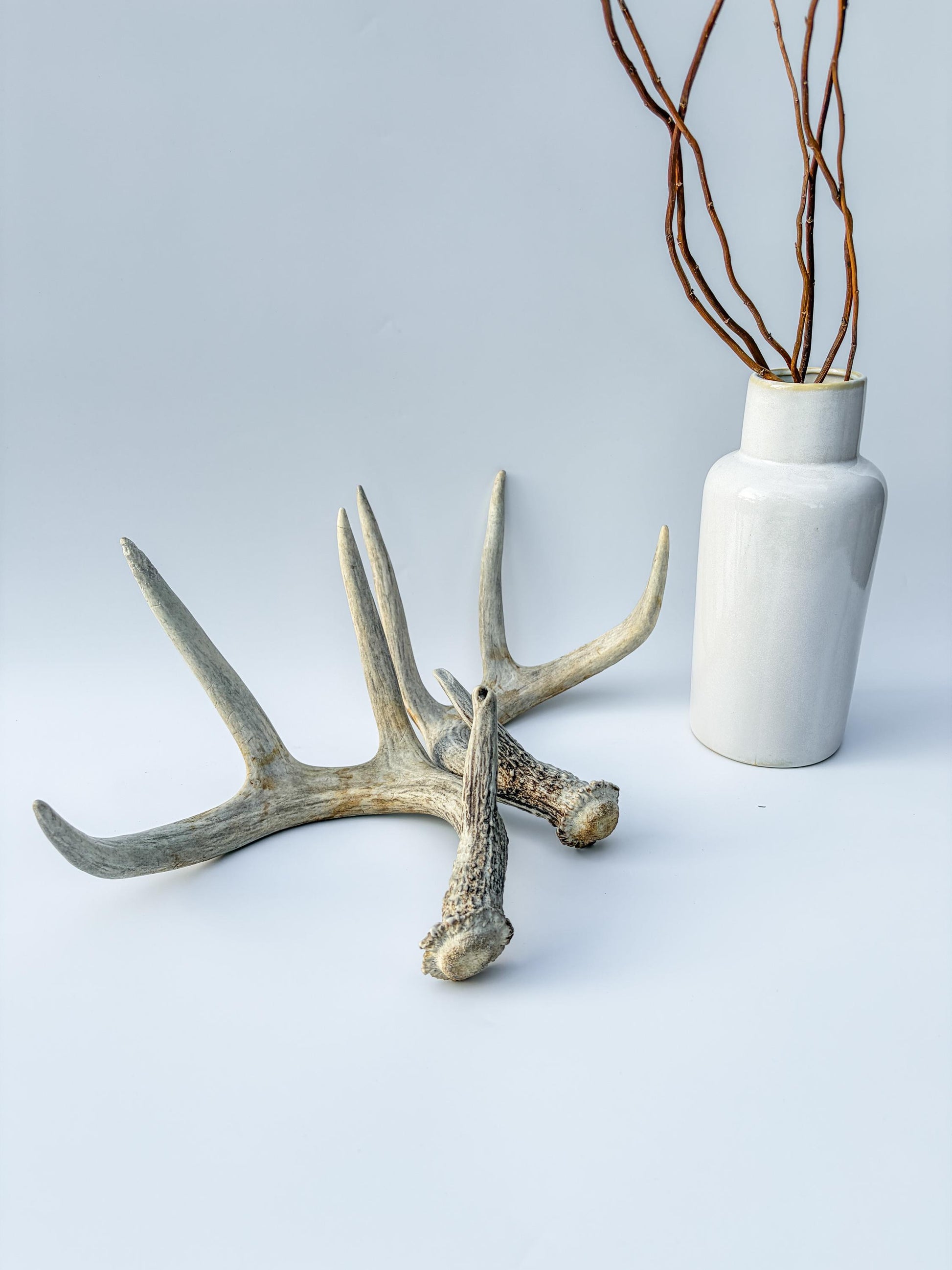 Deer Antlers - Matching Set of White-tailed Deer Antlers. Canadian Buck. Crafting, Decor and More.