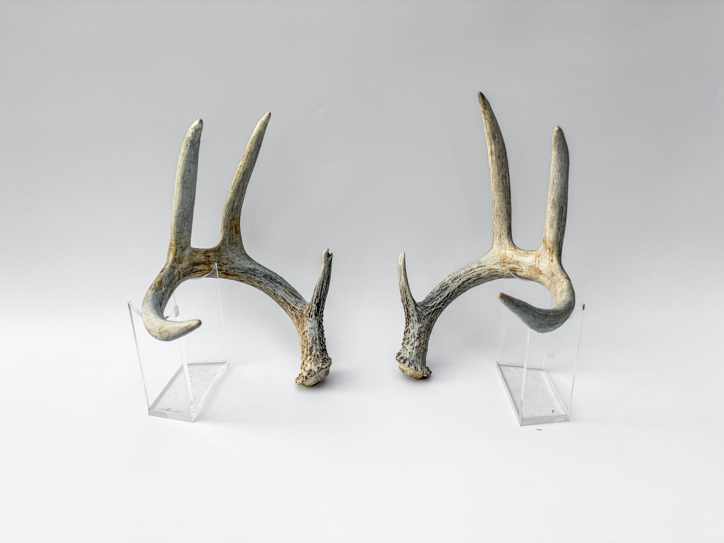 Deer Antlers - Matching Set of White-tailed Deer Antlers. Canadian Buck. Crafting, Decor and More.