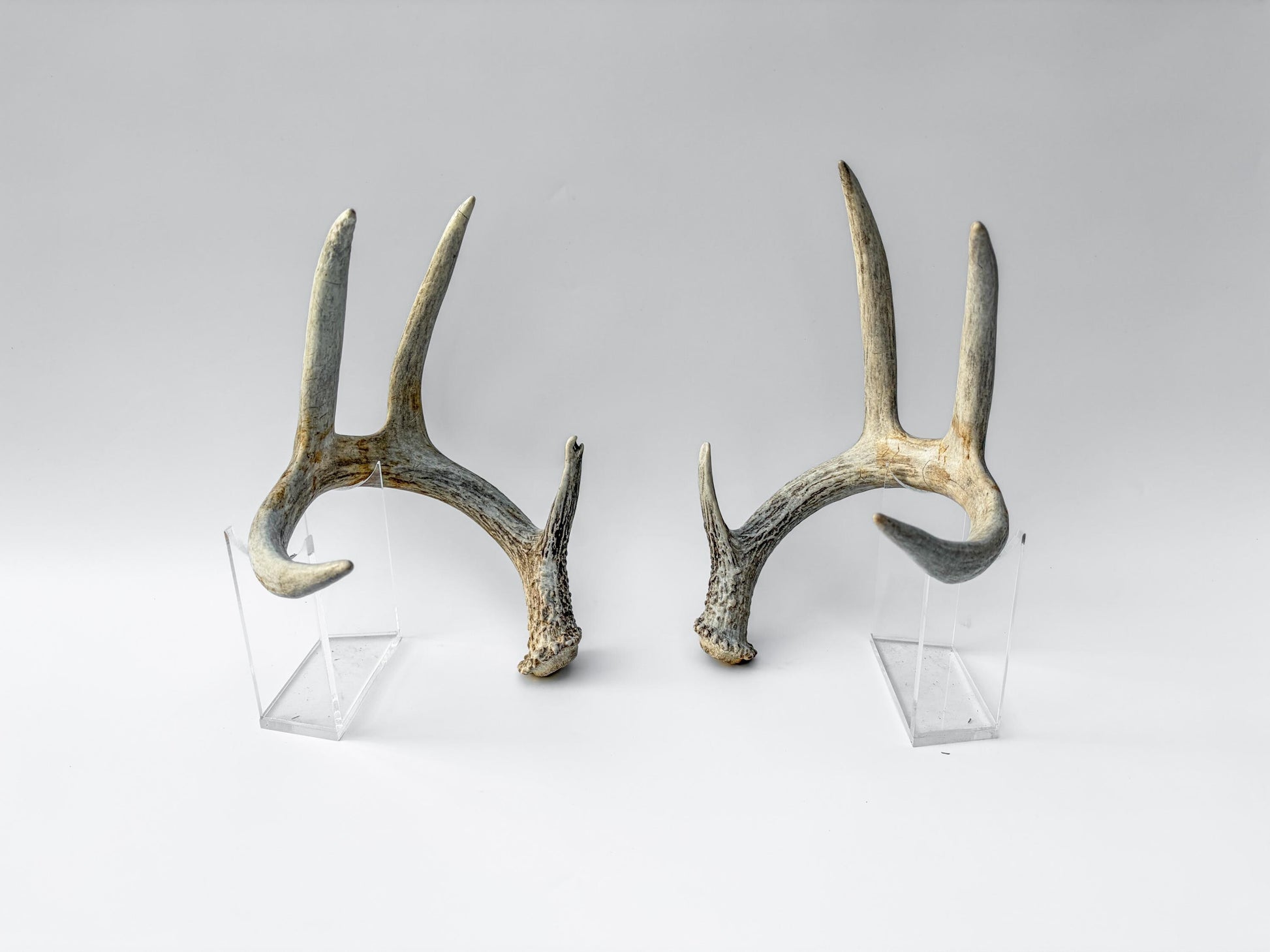 Deer Antlers - Matching Set of White-tailed Deer Antlers. Canadian Buck. Crafting, Decor and More.