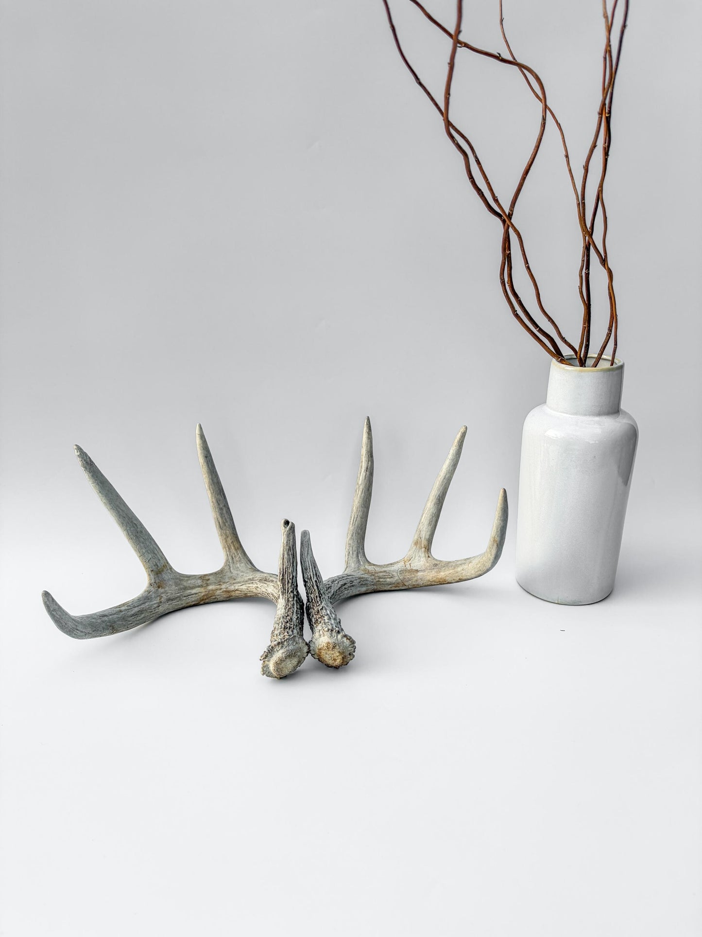 Deer Antlers - Matching Set of White-tailed Deer Antlers. Canadian Buck. Crafting, Decor and More.