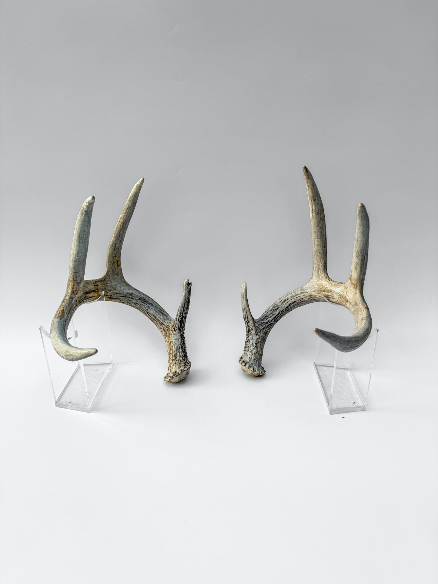 Deer Antlers - Matching Set of White-tailed Deer Antlers. Canadian Buck. Crafting, Decor and More.