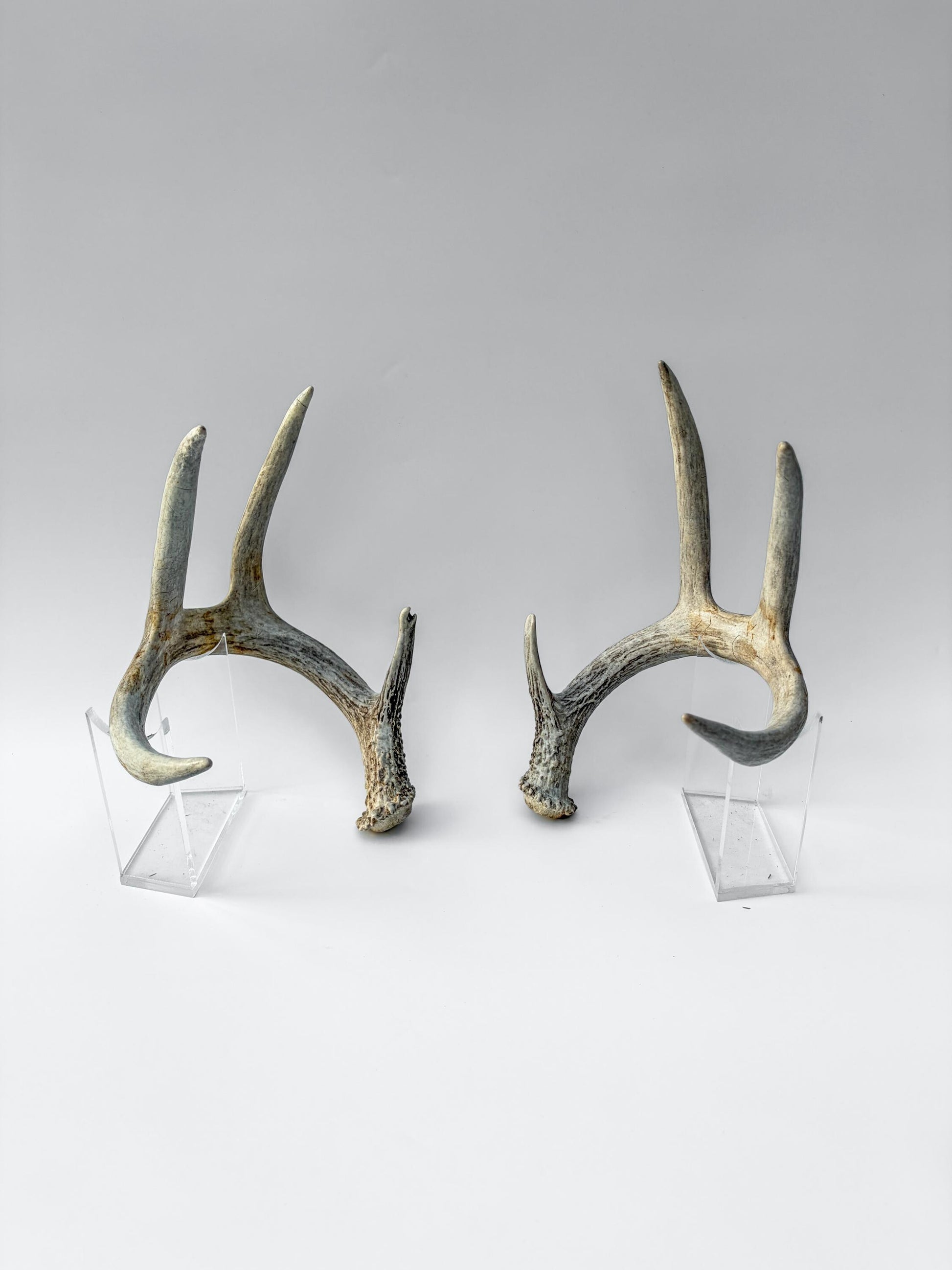 Deer Antlers - Matching Set of White-tailed Deer Antlers. Canadian Buck. Crafting, Decor and More.