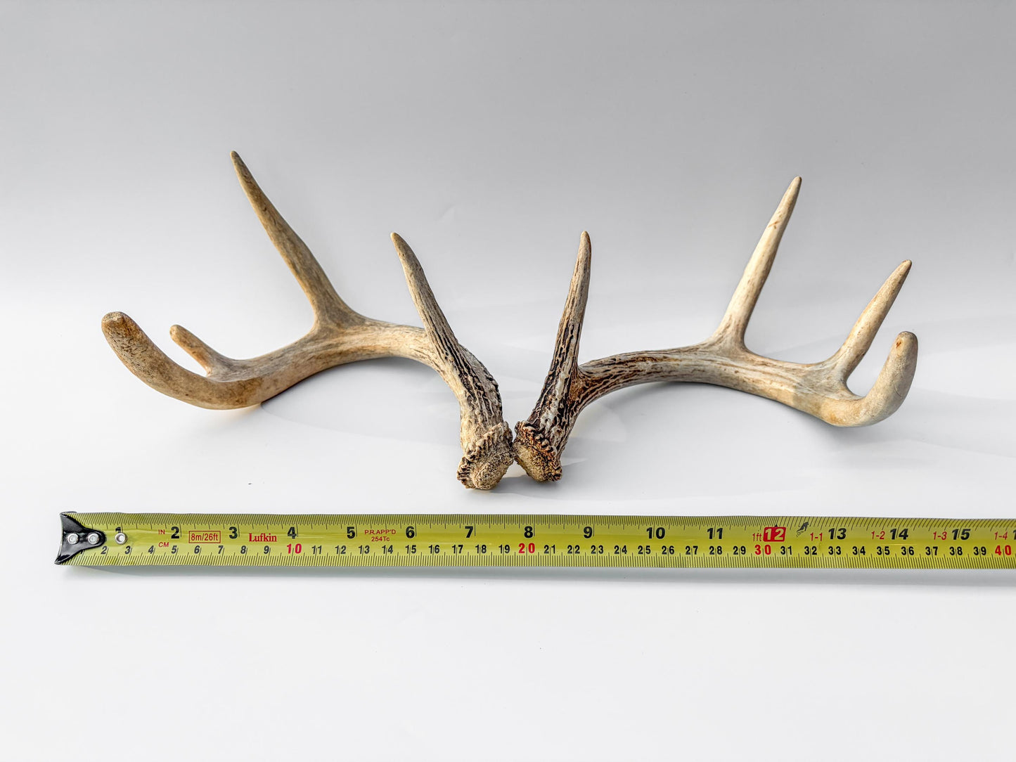 Deer Antlers - Small White-tailed Deer Matching set. Canadian Buck. Crafting and Decor Antlers