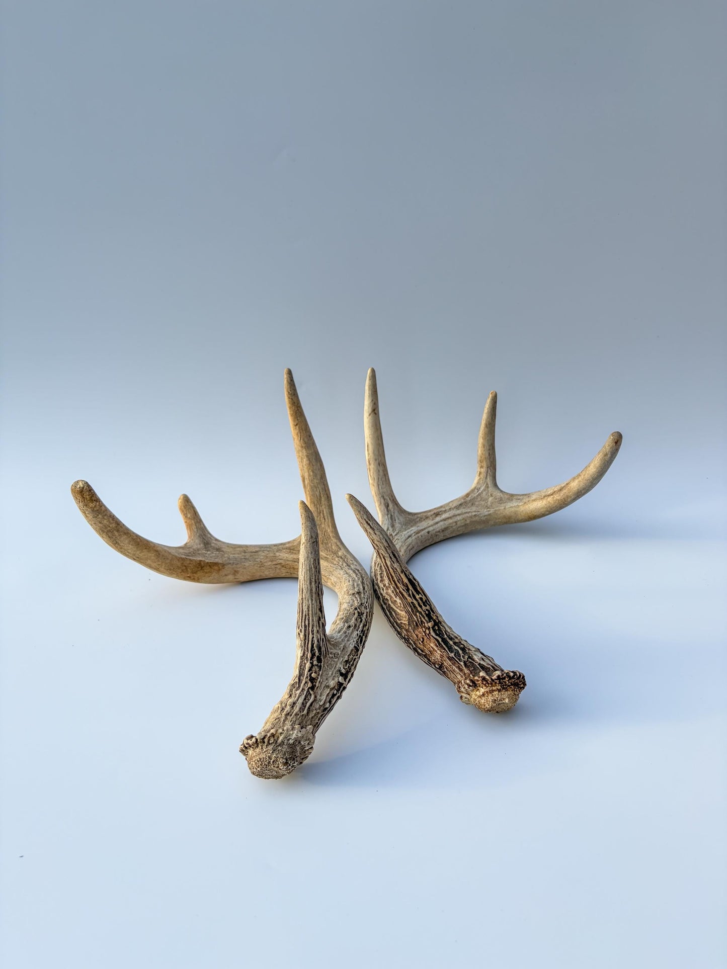 Deer Antlers - Small White-tailed Deer Matching set. Canadian Buck. Crafting and Decor Antlers