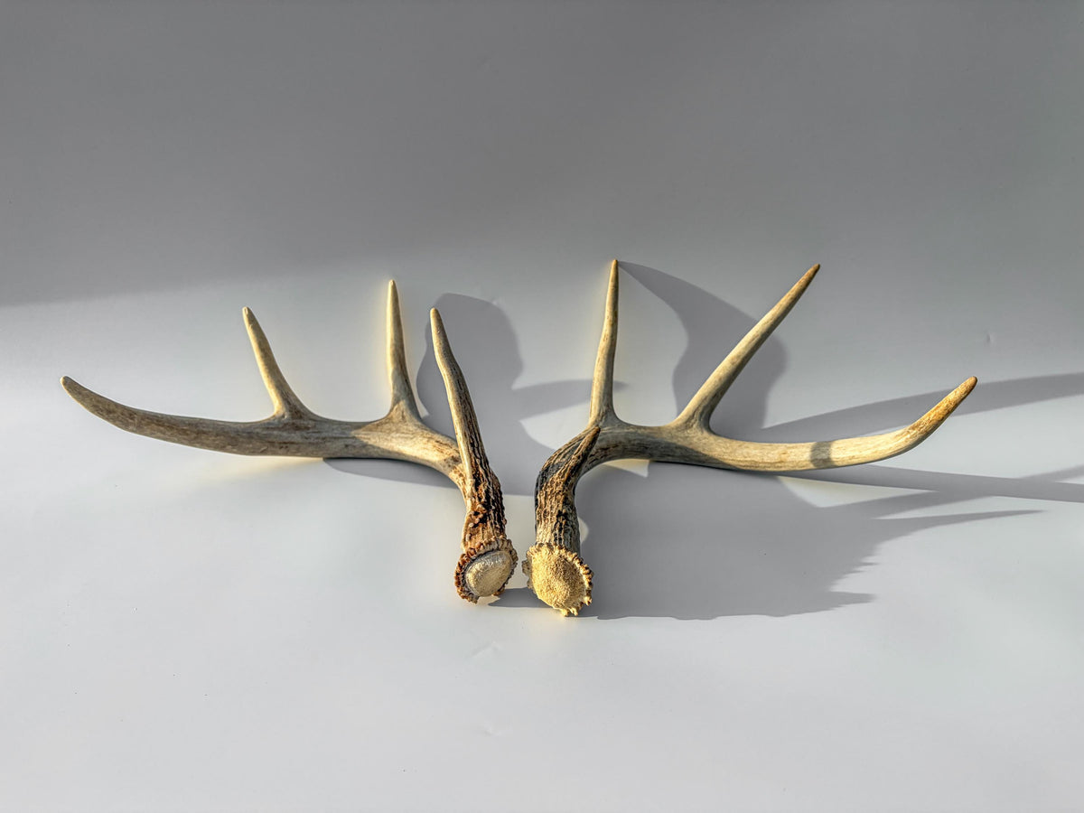 Deer Antlers - Medium Sized White-tailed Deer Matching set. Canadian Buck. Crafting and Decor Antlers