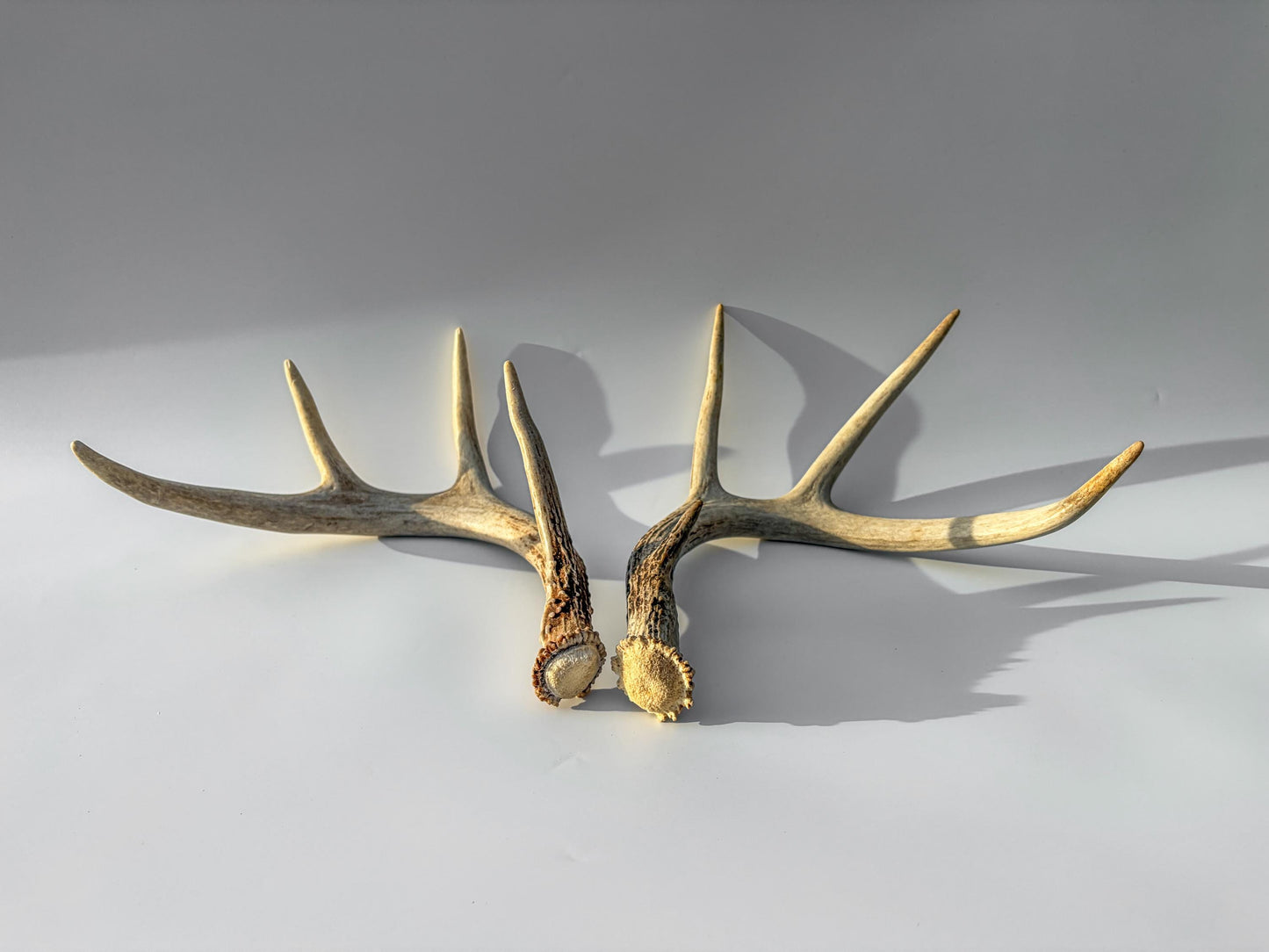 Deer Antlers - Medium Sized White-tailed Deer Matching set. Canadian Buck. Crafting and Decor Antlers