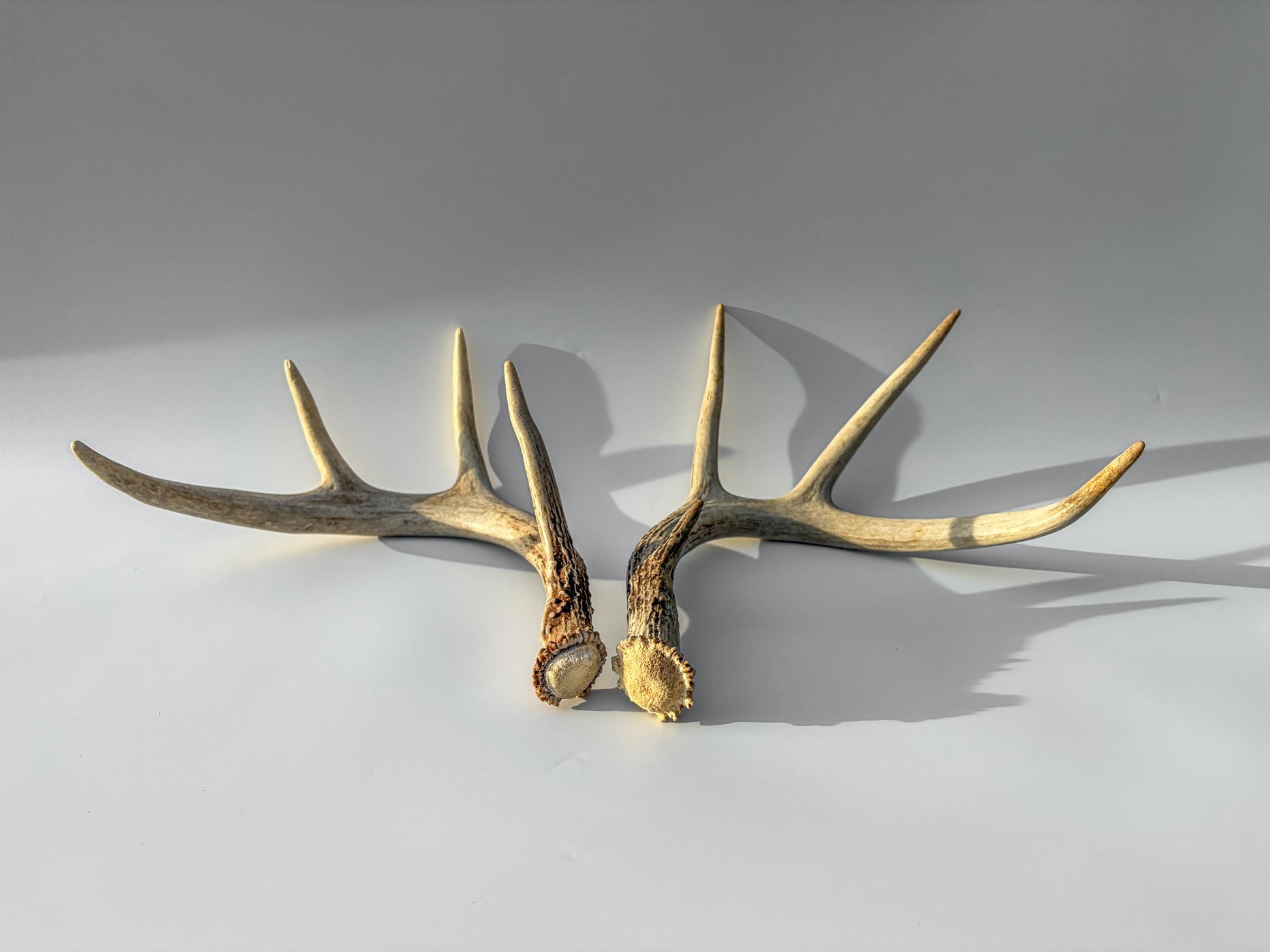 Deer Antlers - Medium Sized White-tailed Deer Matching set. Canadian Buck. Crafting and Decor Antlers