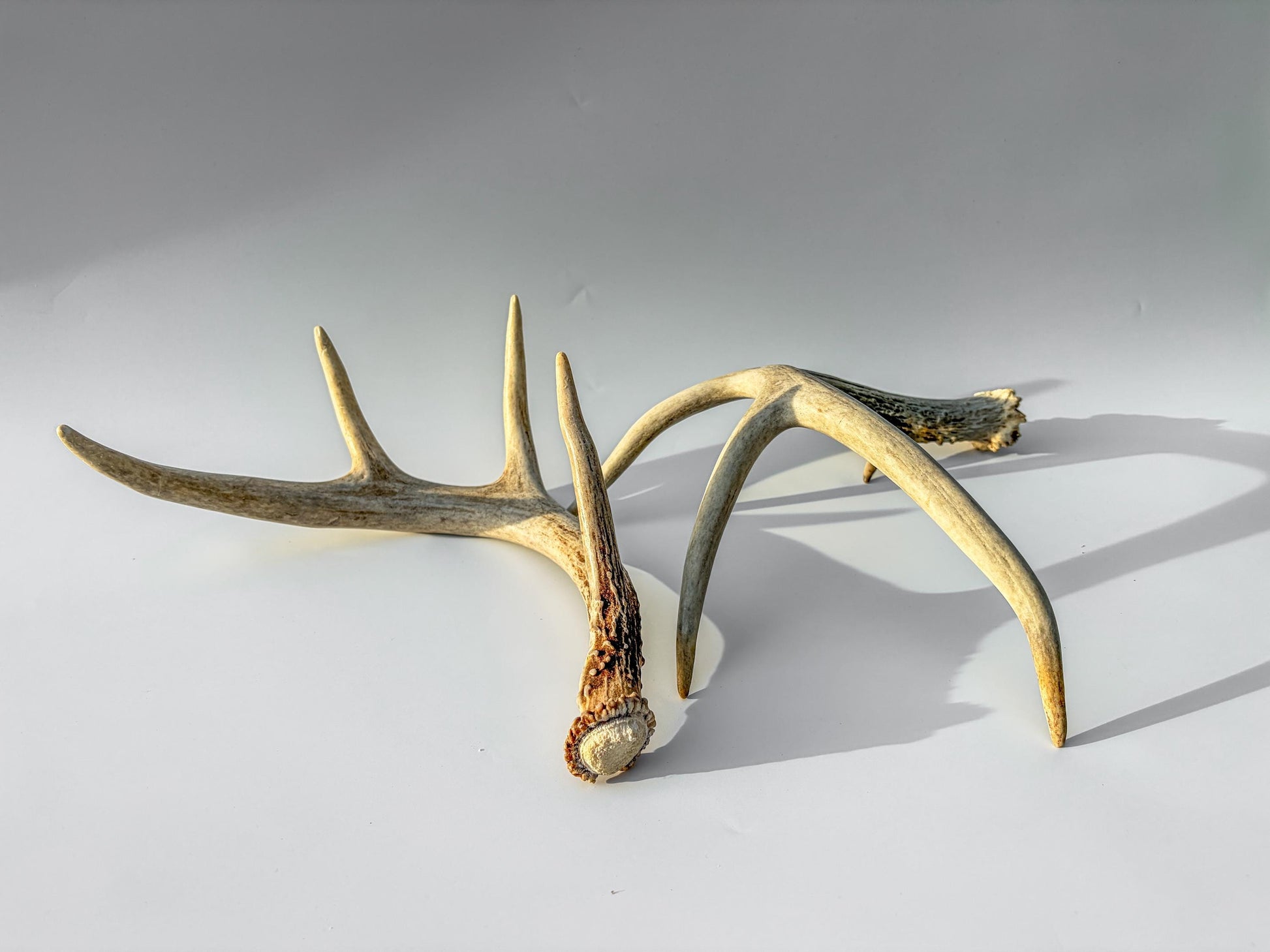 Deer Antlers - Medium Sized White-tailed Deer Matching set. Canadian Buck. Crafting and Decor Antlers